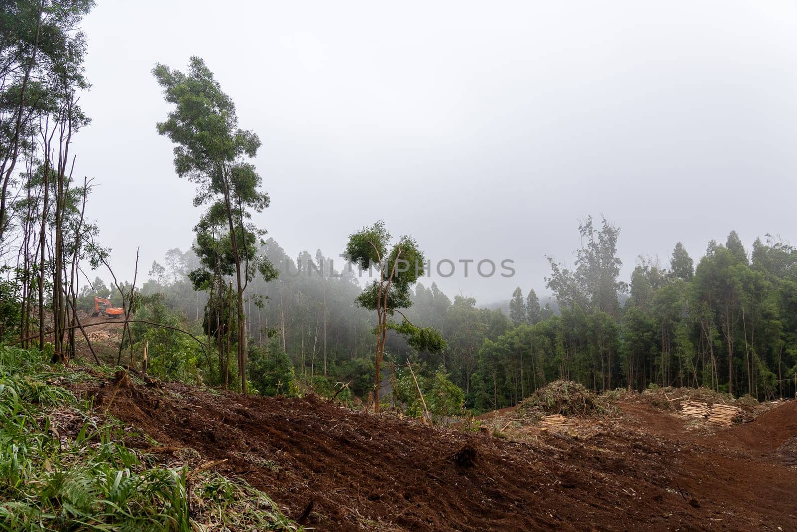 Madeira, Portugal - July 22 2021. Area with fallen trees harvested for commercial use of forest.