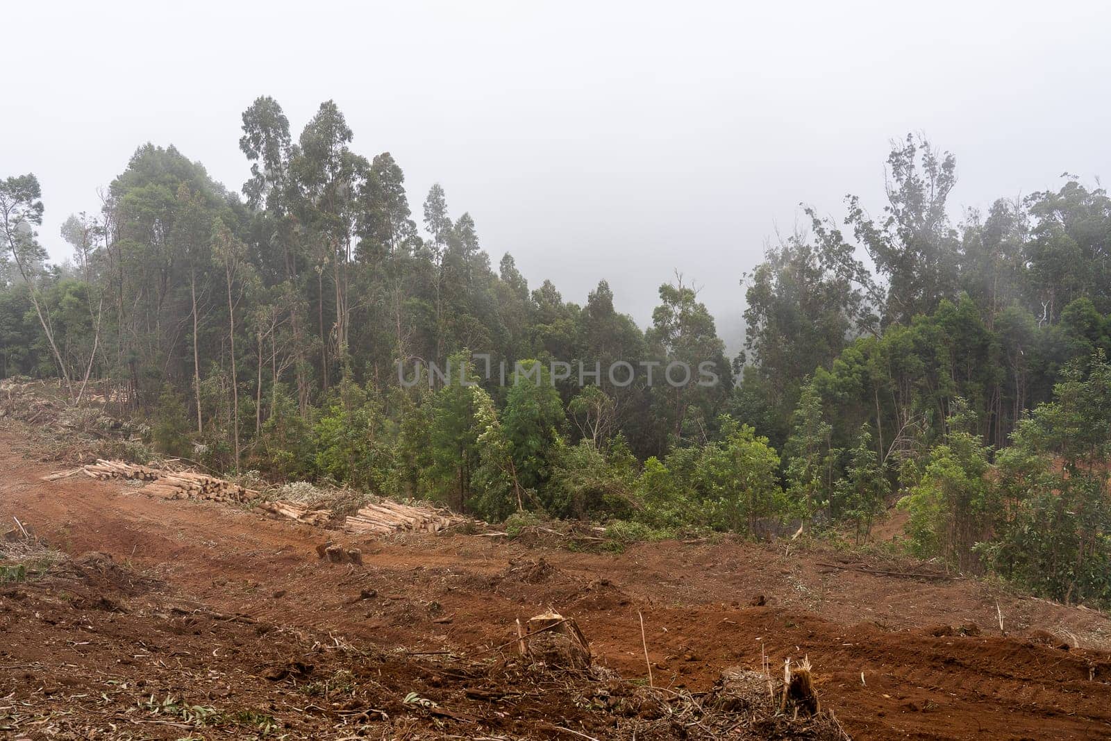 Madeira, Portugal - July 22 2021. Area with fallen trees harvested for commercial use of forest.