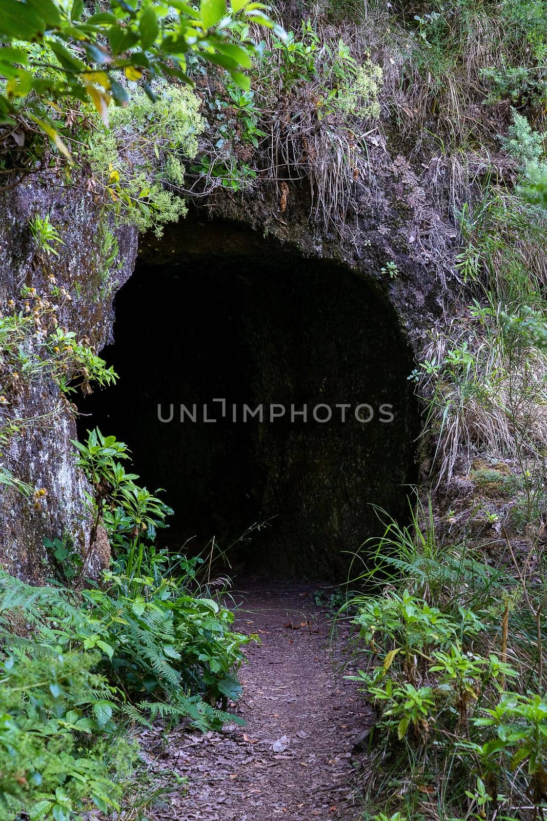 The path by caminho do pinaculo e folhadal levada in Madeira island