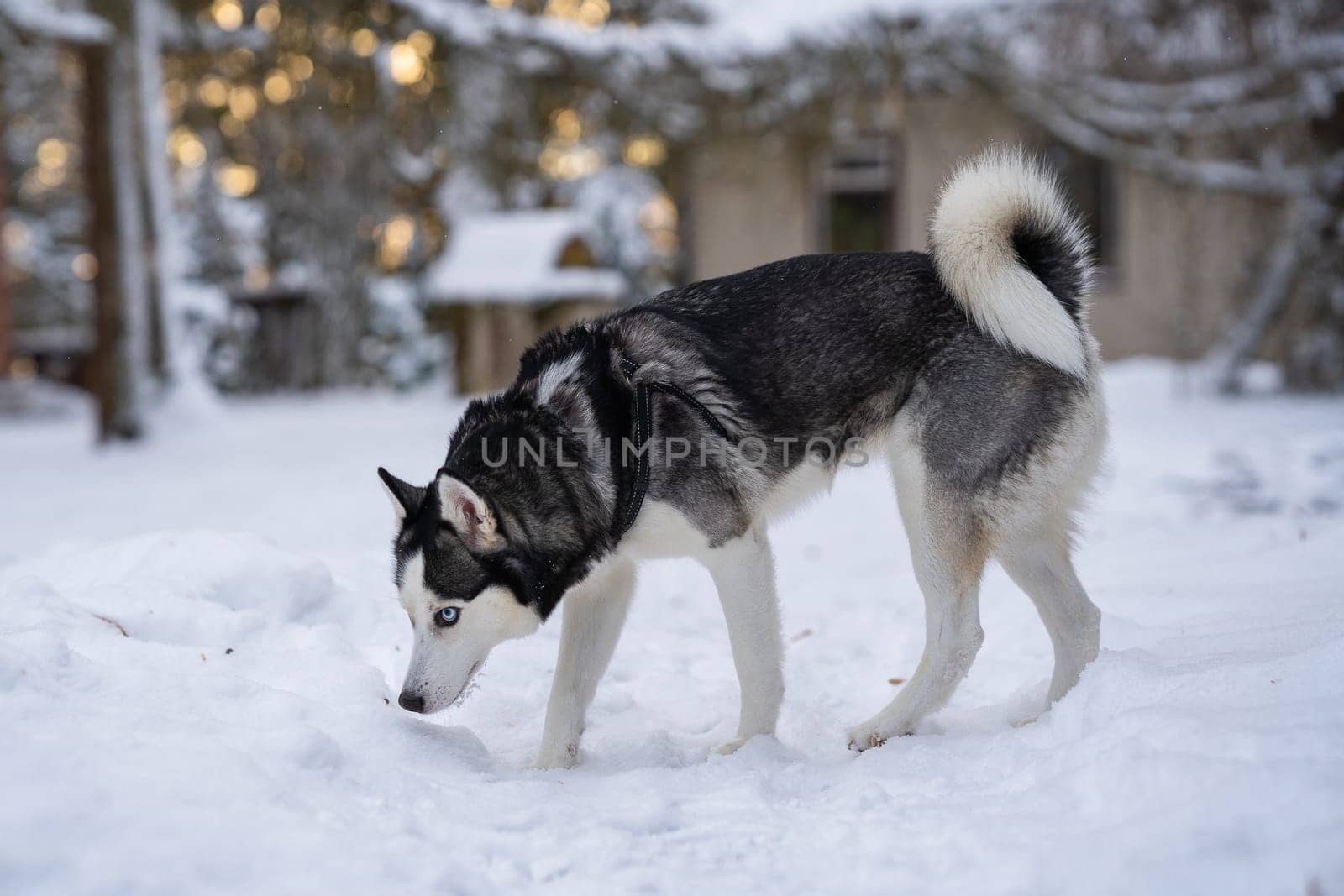 Siberian husky standing in the yard and sniff something