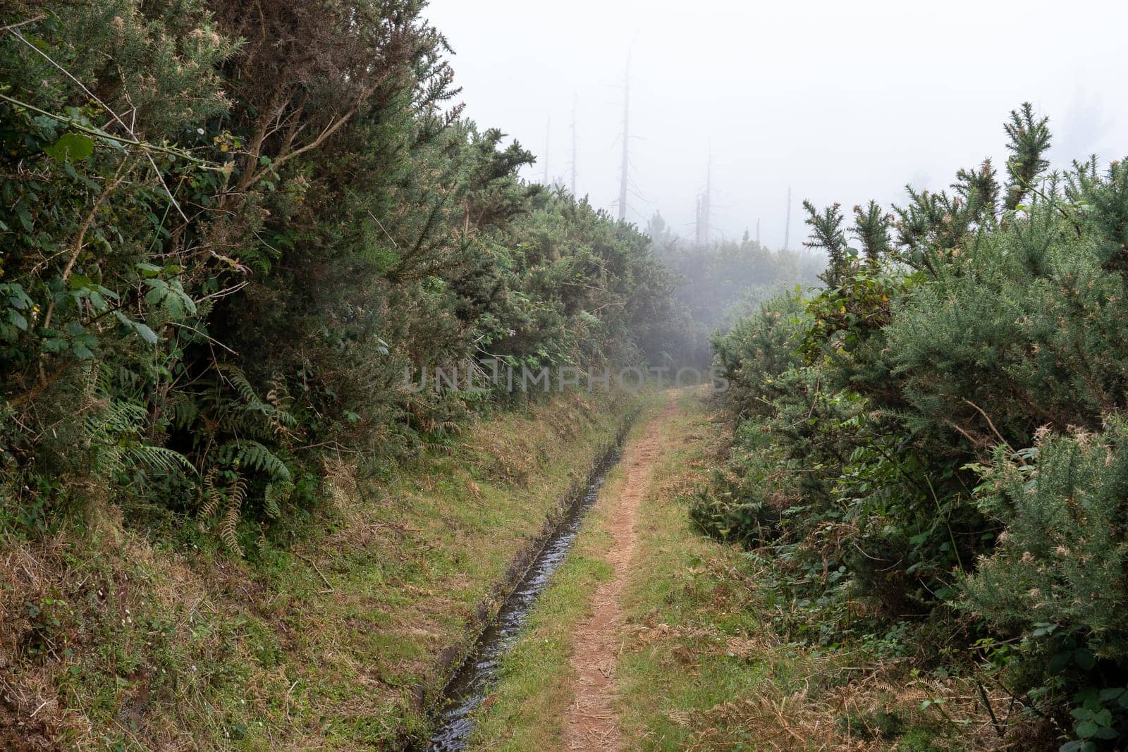 The irrigation canal between junipers and pine trees in Madeira island