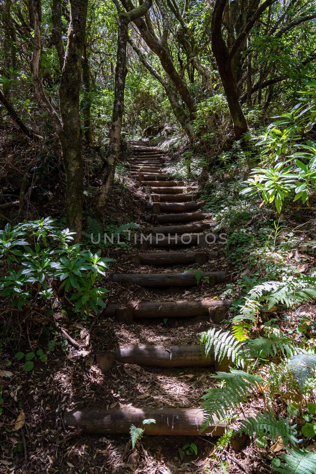 The stairs on hiking path in Madeira island.