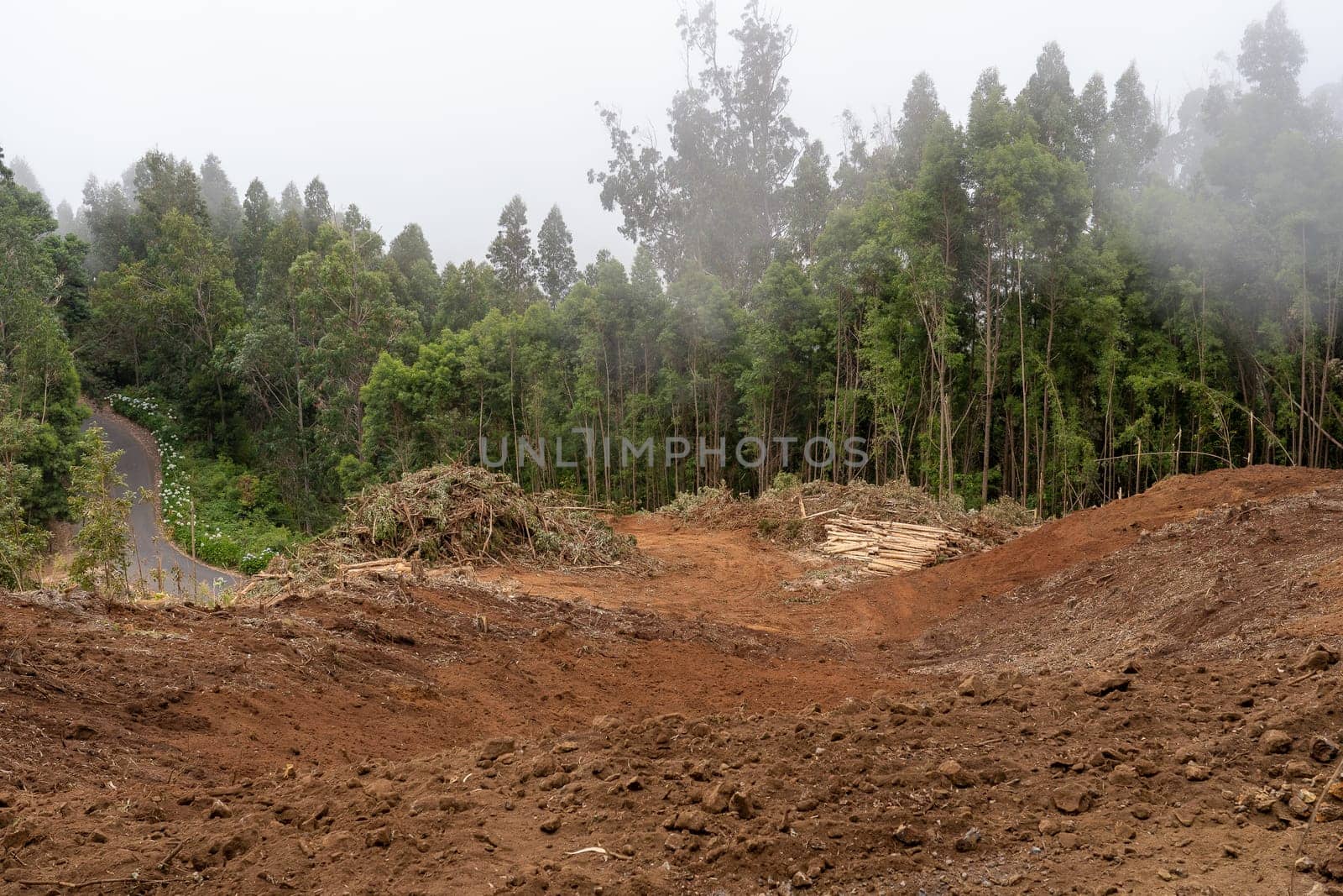 Madeira, Portugal - July 22 2021. Area with fallen trees harvested for commercial use of forest.