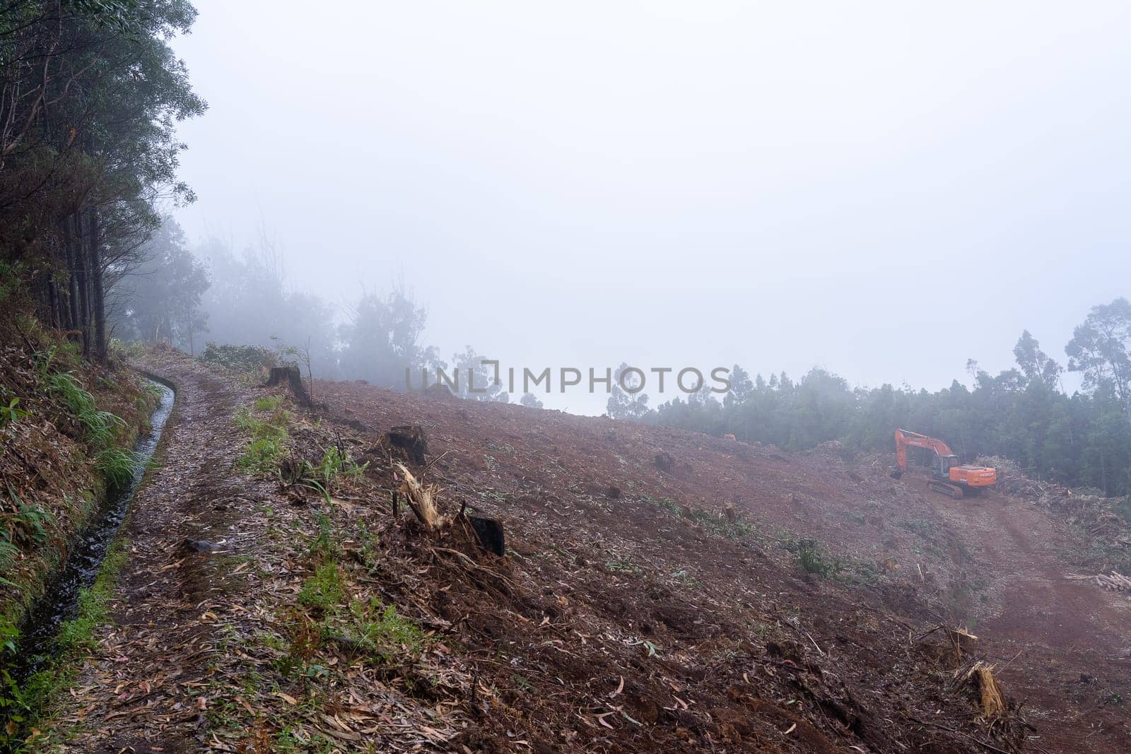 Madeira, Portugal - July 22 2021. Area with fallen trees harvested for commercial use of forest.