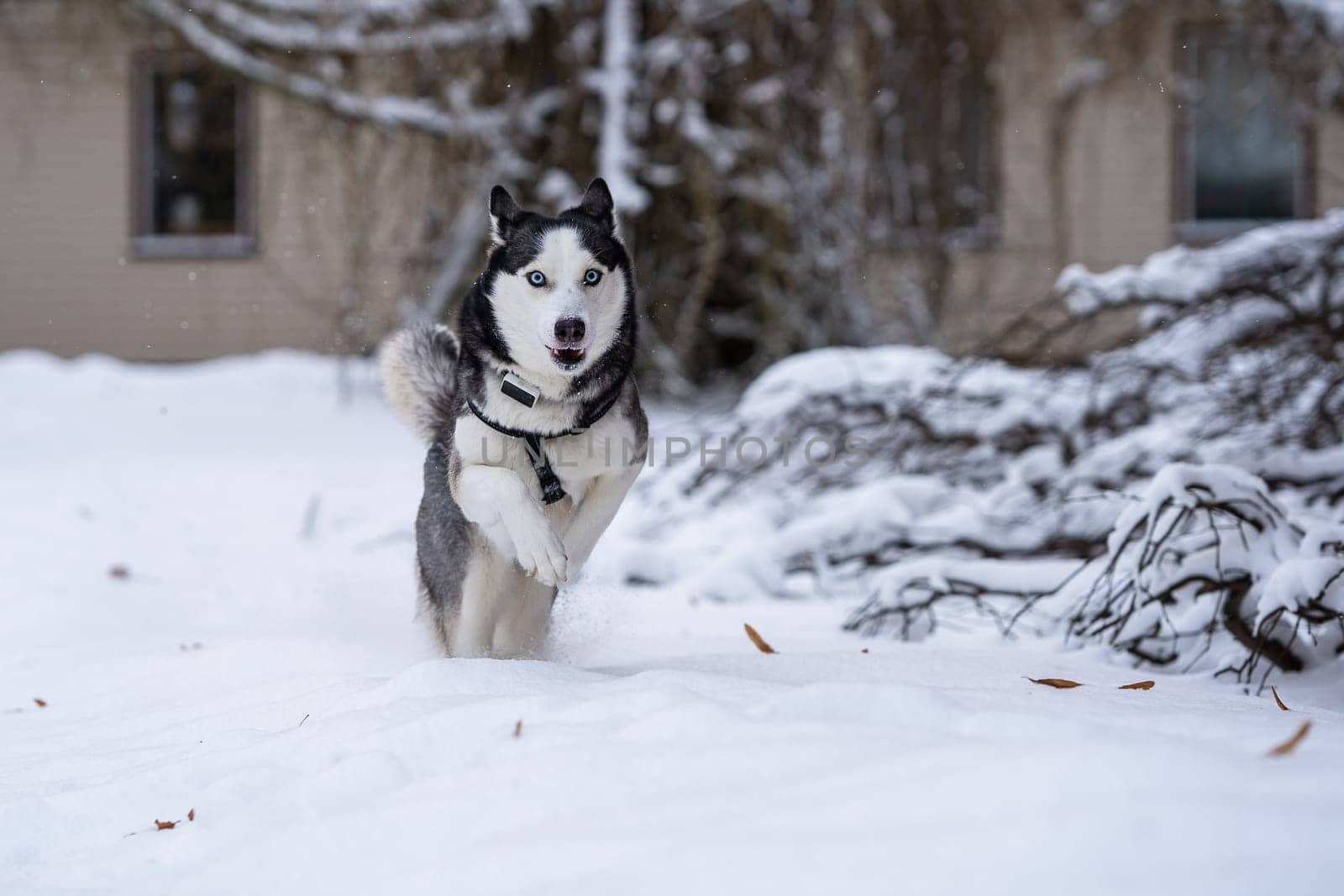 Fast running siberian husky in the yard