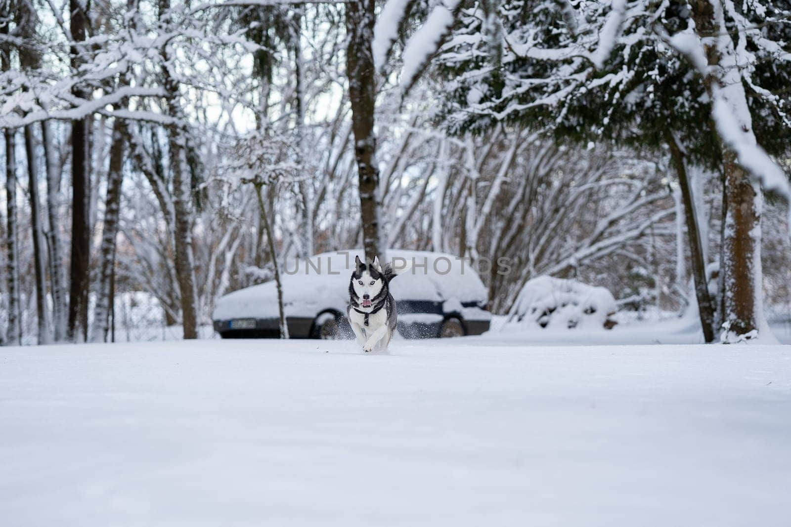 Fast running siberian husky in the yard