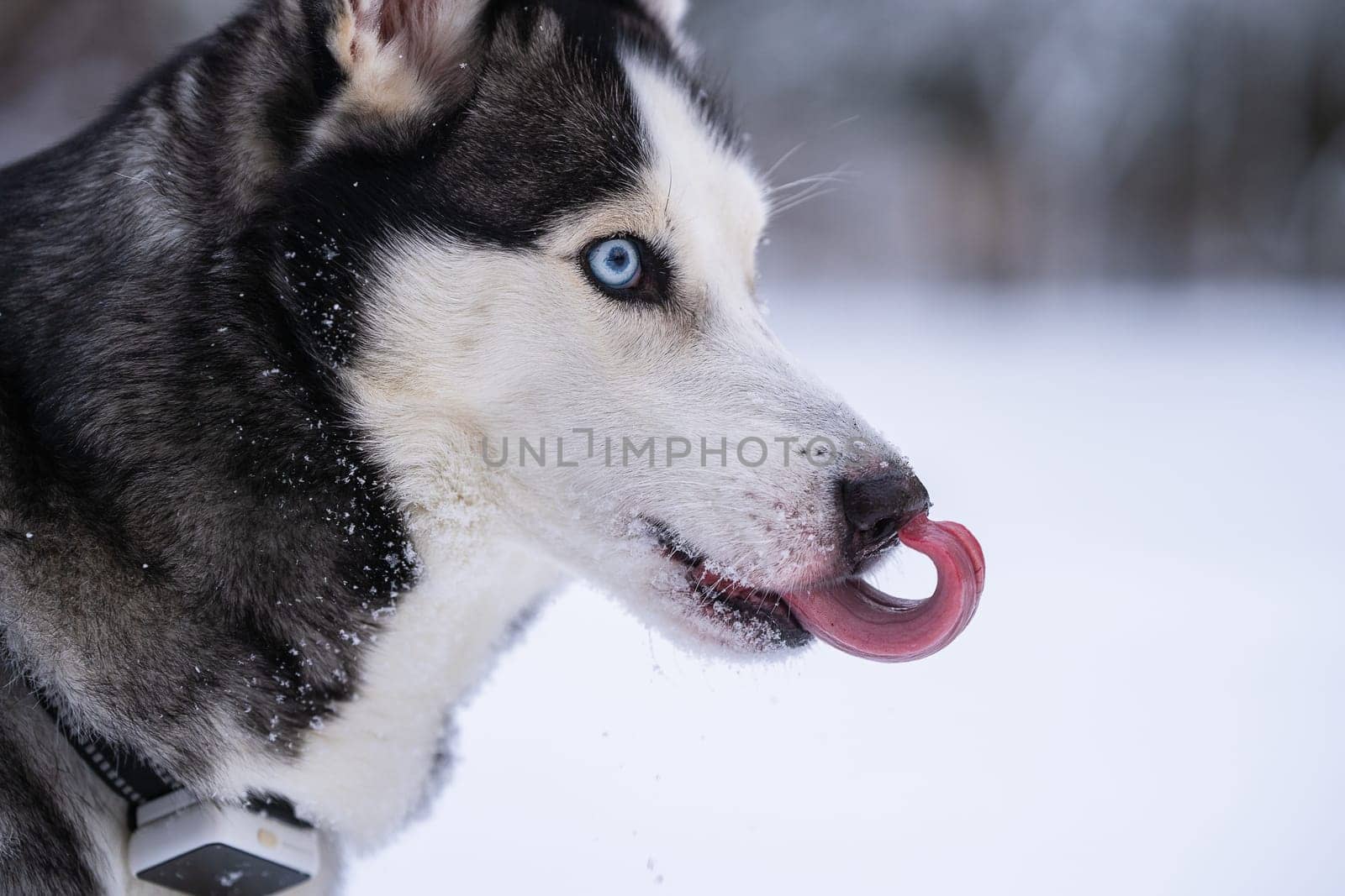 Siberian husky standing in the yard and licking the nose