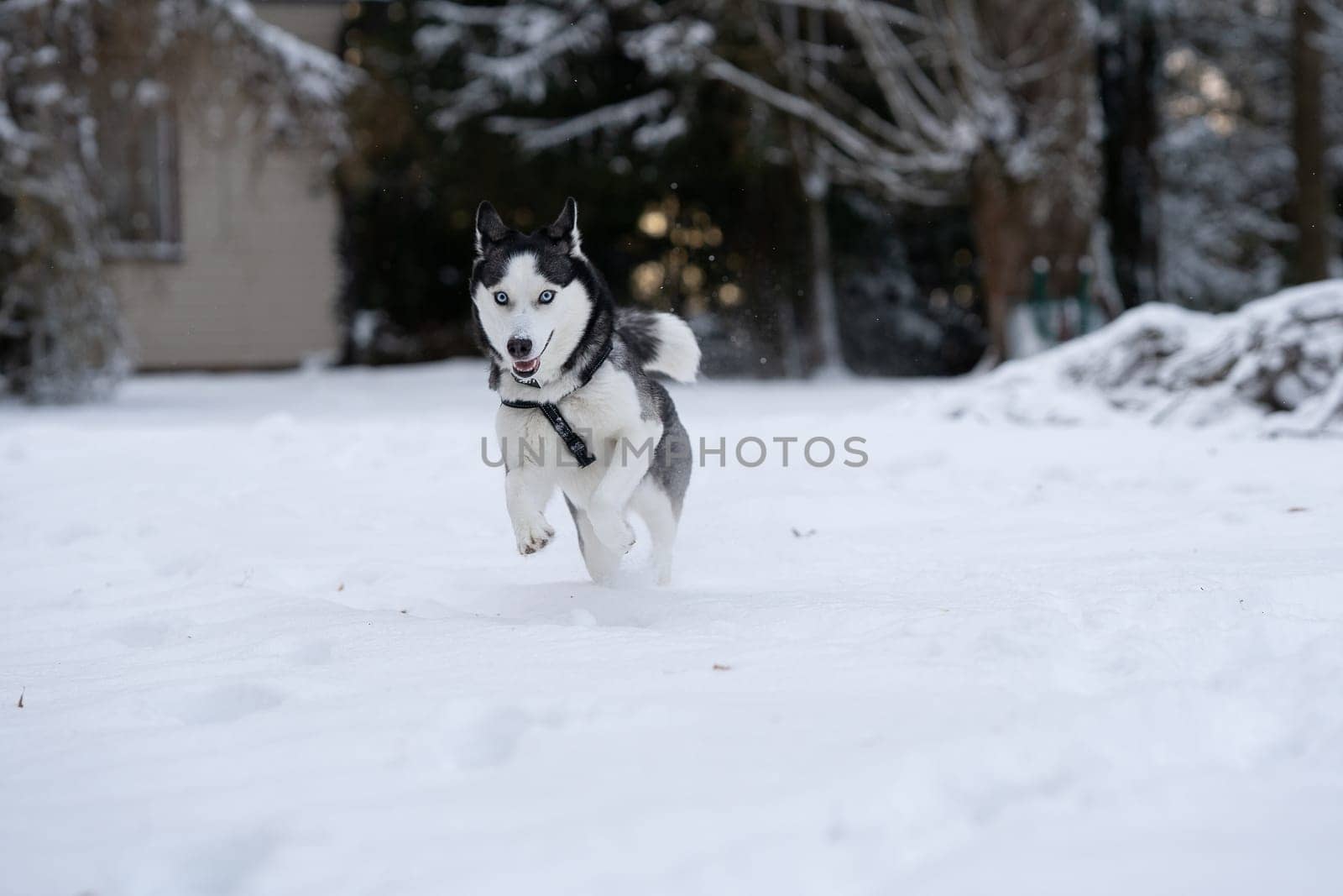 Fast running siberian husky in the yard