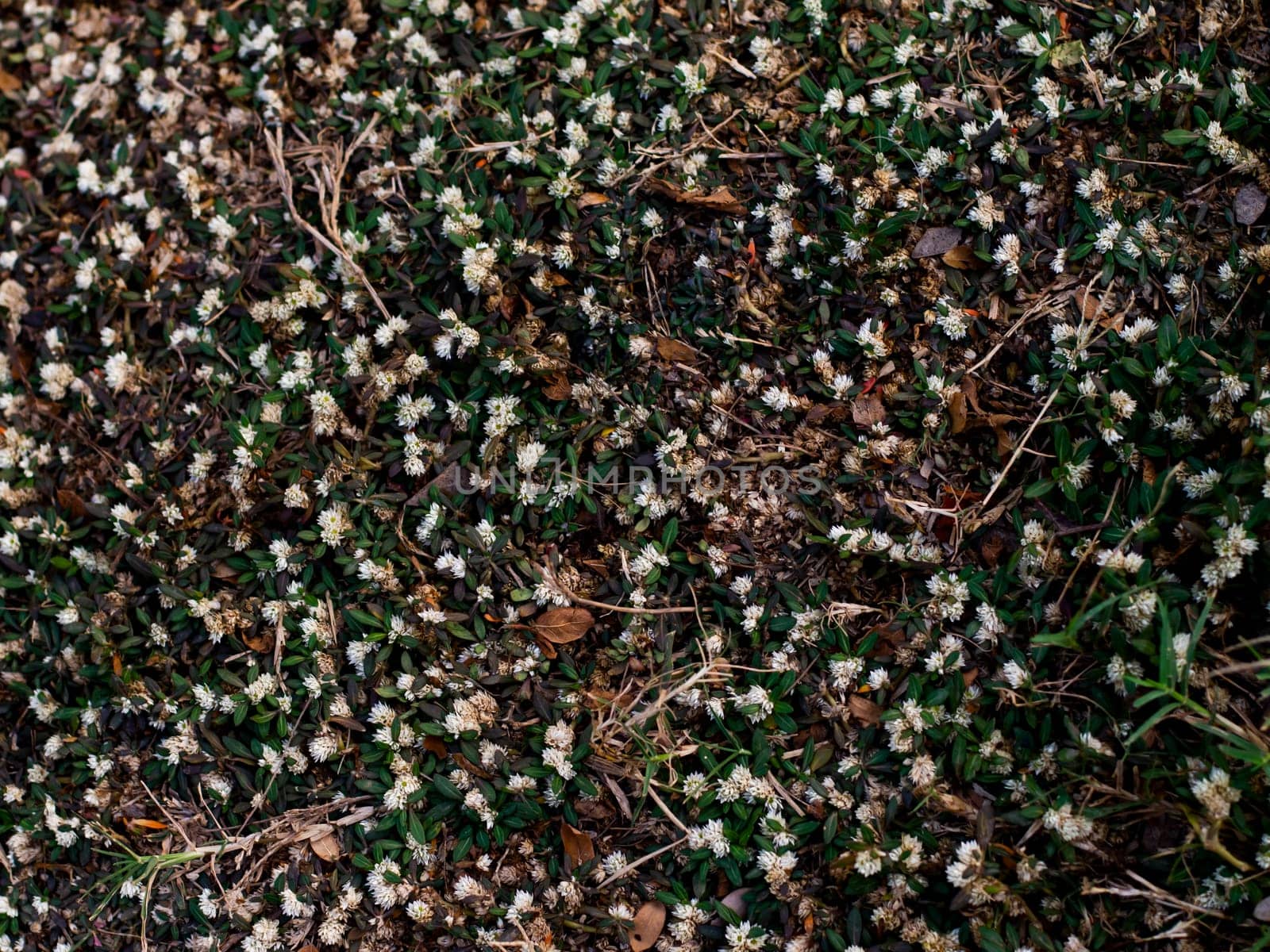 White Grass Flower and blur background. / Small white flowers in a field beautiful background