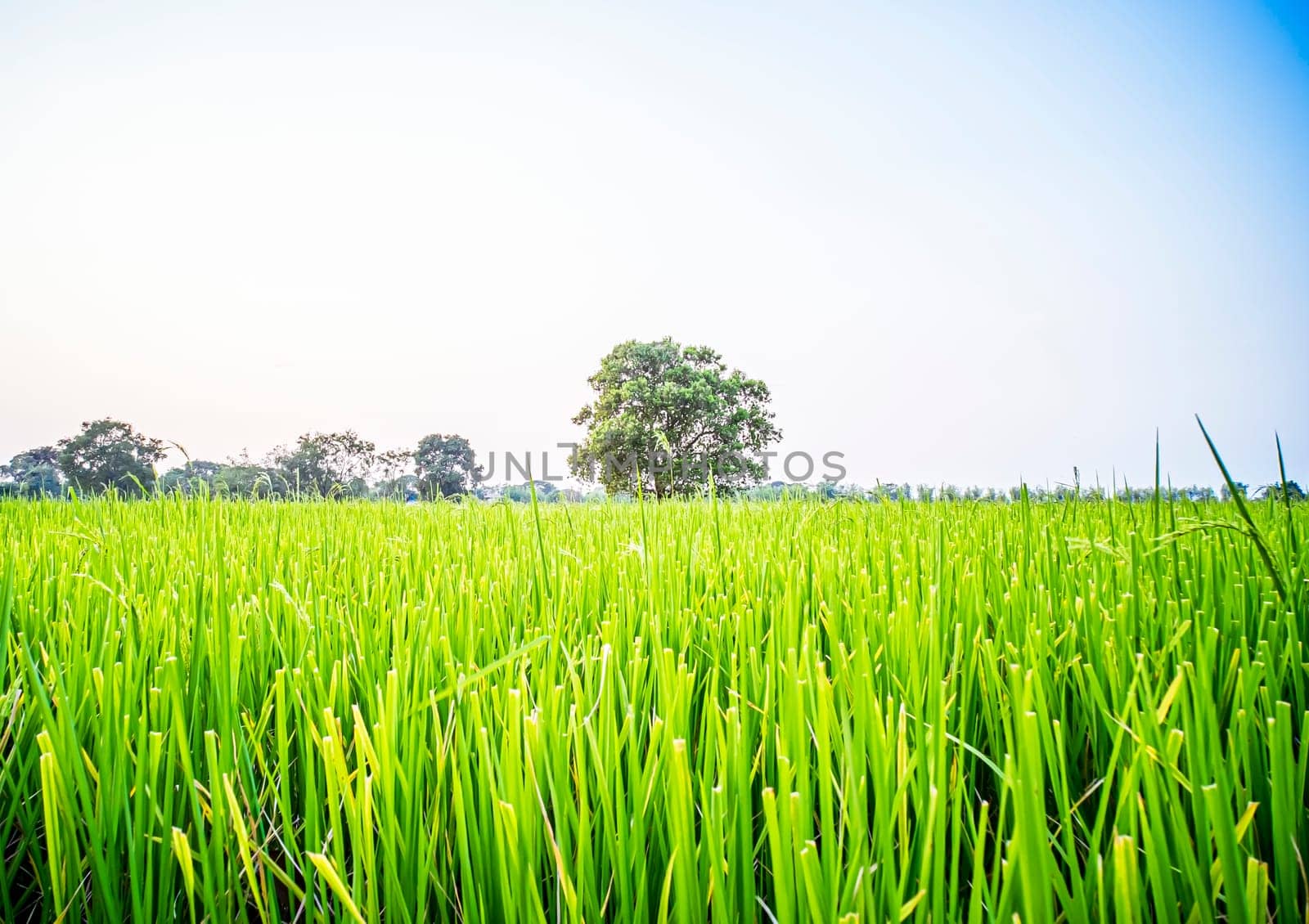 Beautiful scenery of green paddy field with big tree in rural area Thailand .