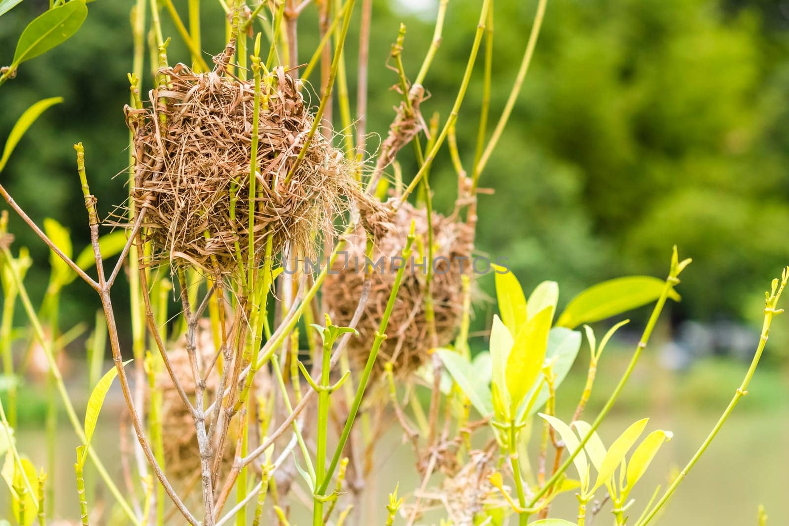 Asian Golden Weaver perching on grass stem in paddy field. Ploceus hypoxanthus bird in tropical forest