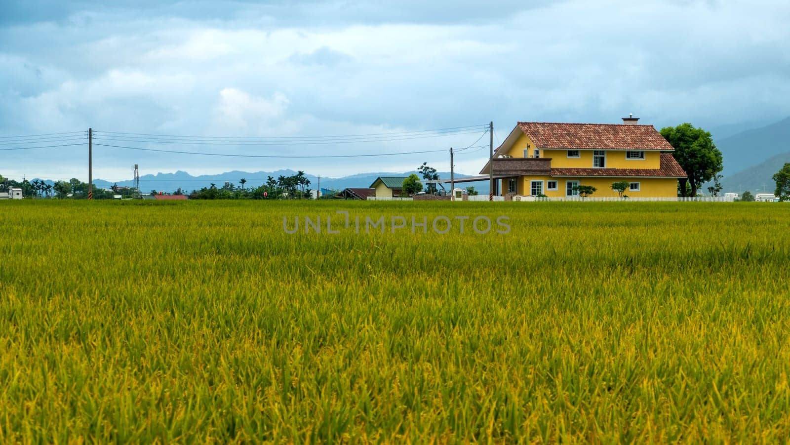 The beauty of the farmland in Taitung Taiwan for adv or others purpose use