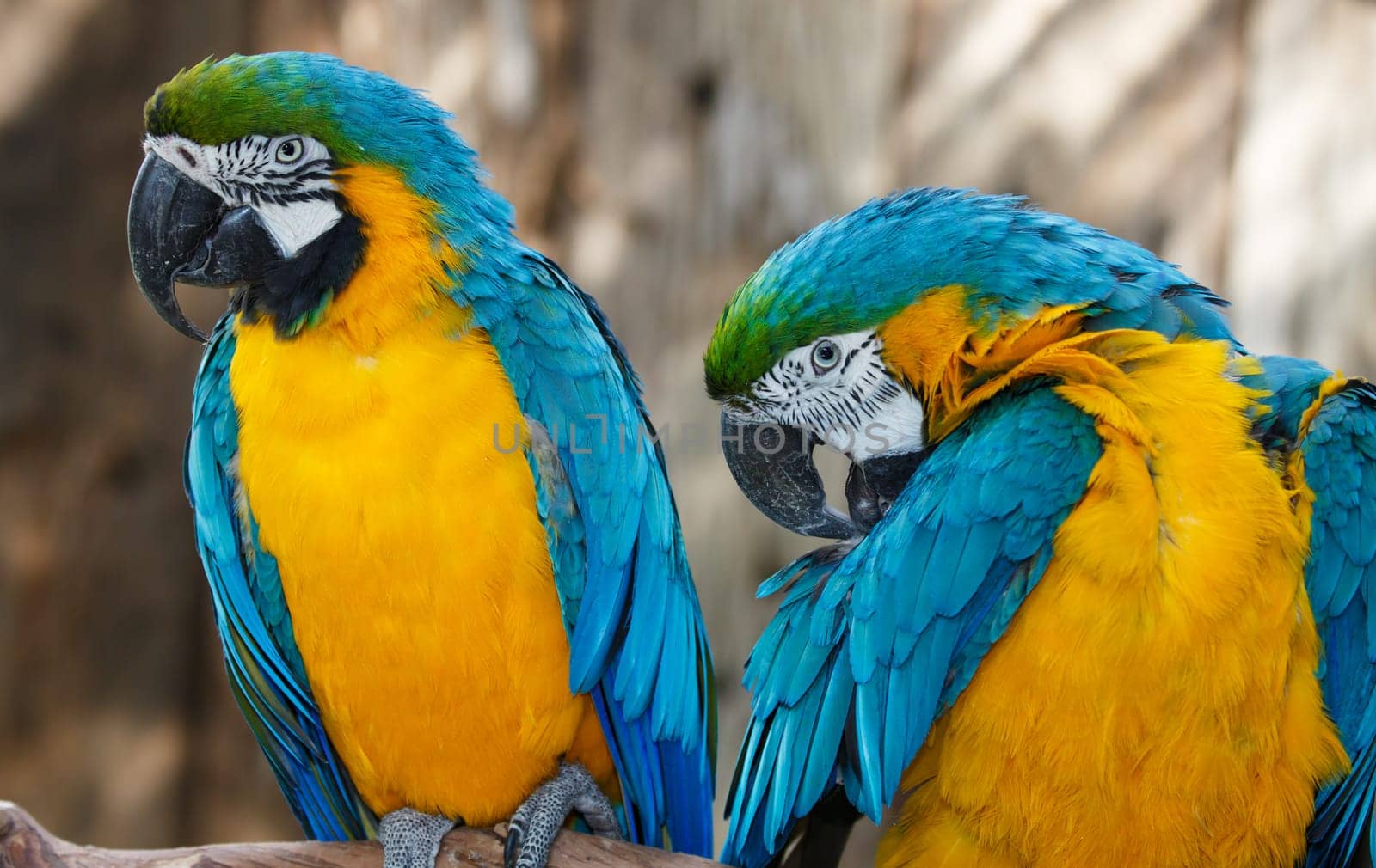 Portrait of a Macaw parrots with a big curved beaks and beautiful feathers