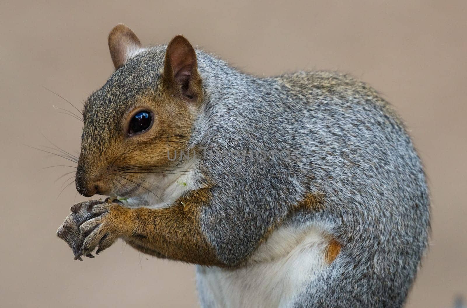 Cute Grey Squirrel from South Africa with food in it's paws