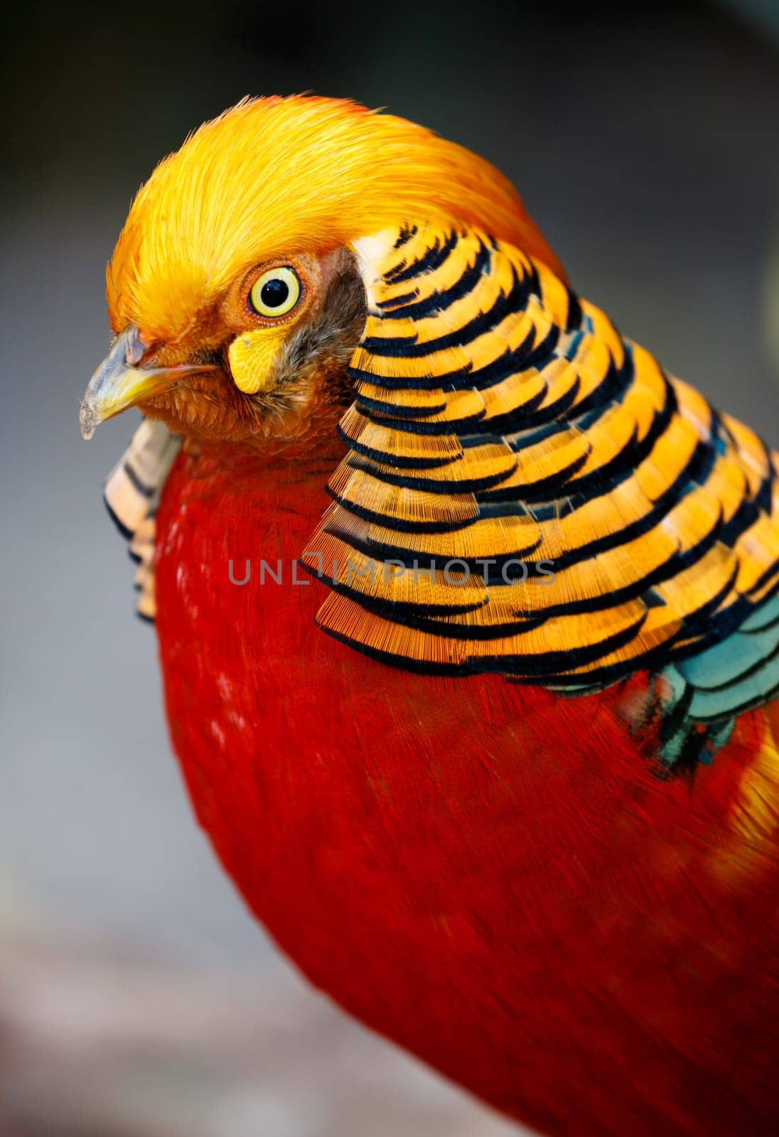 Magnificent male golden pheasant bird with beautiful feathers