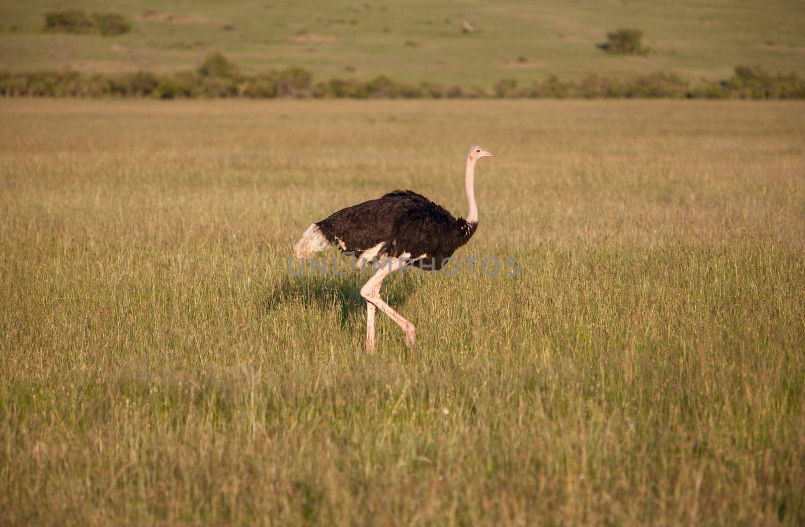 Ostrich  walking on savanna in Africa. Safari in Amboseli, Kenya