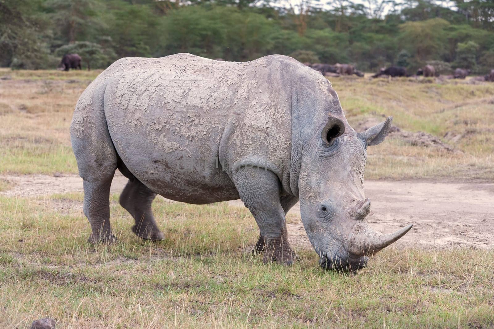 Safari - rhino on the background of savanna
