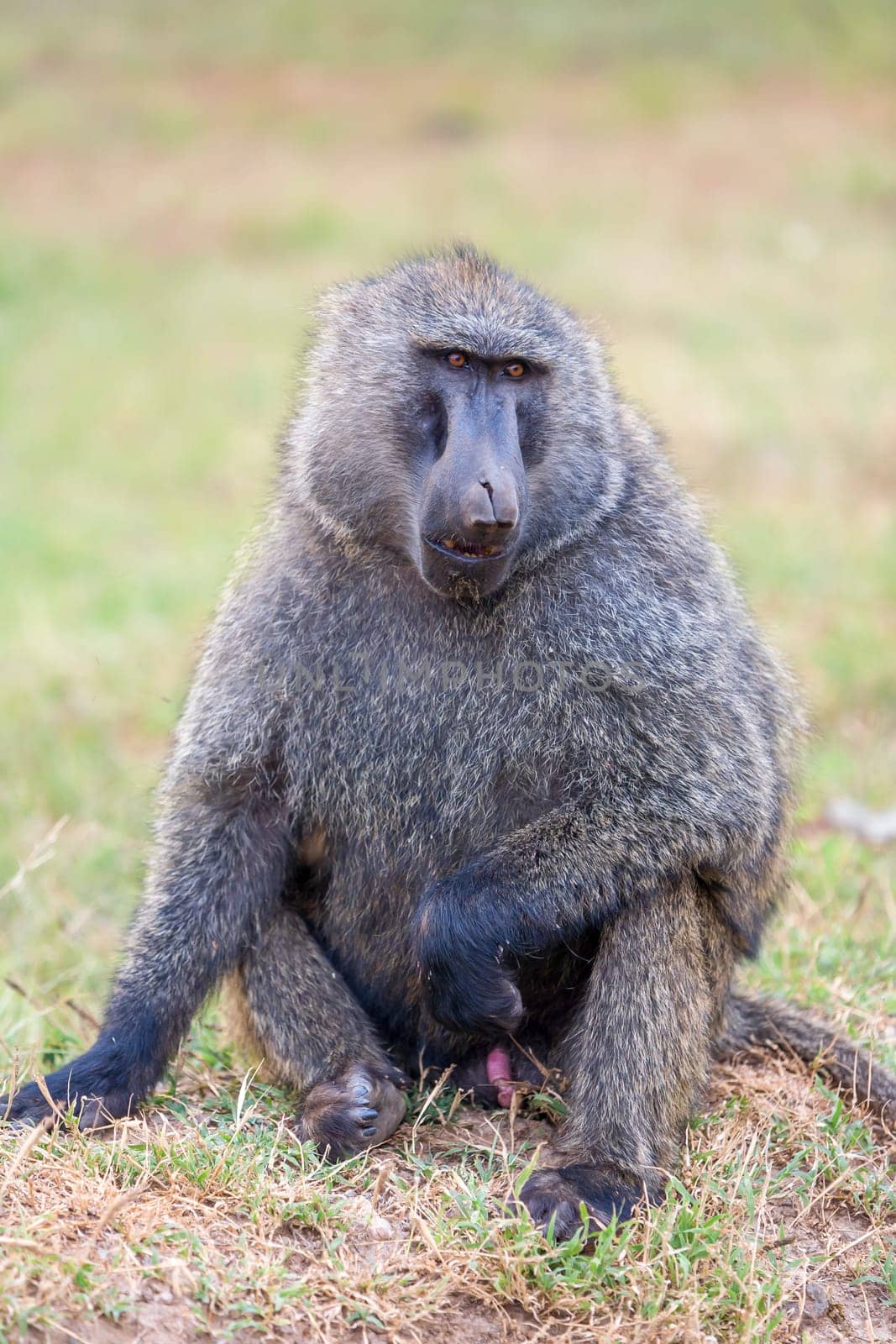 baboon sitting on a background of savanna, Kenya, Africa
