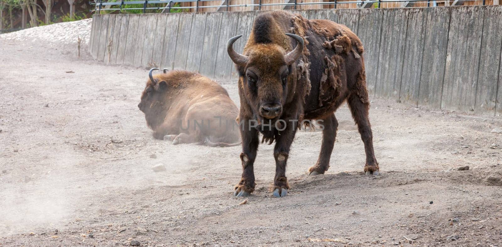 bison with peeling hair on the background of the earth