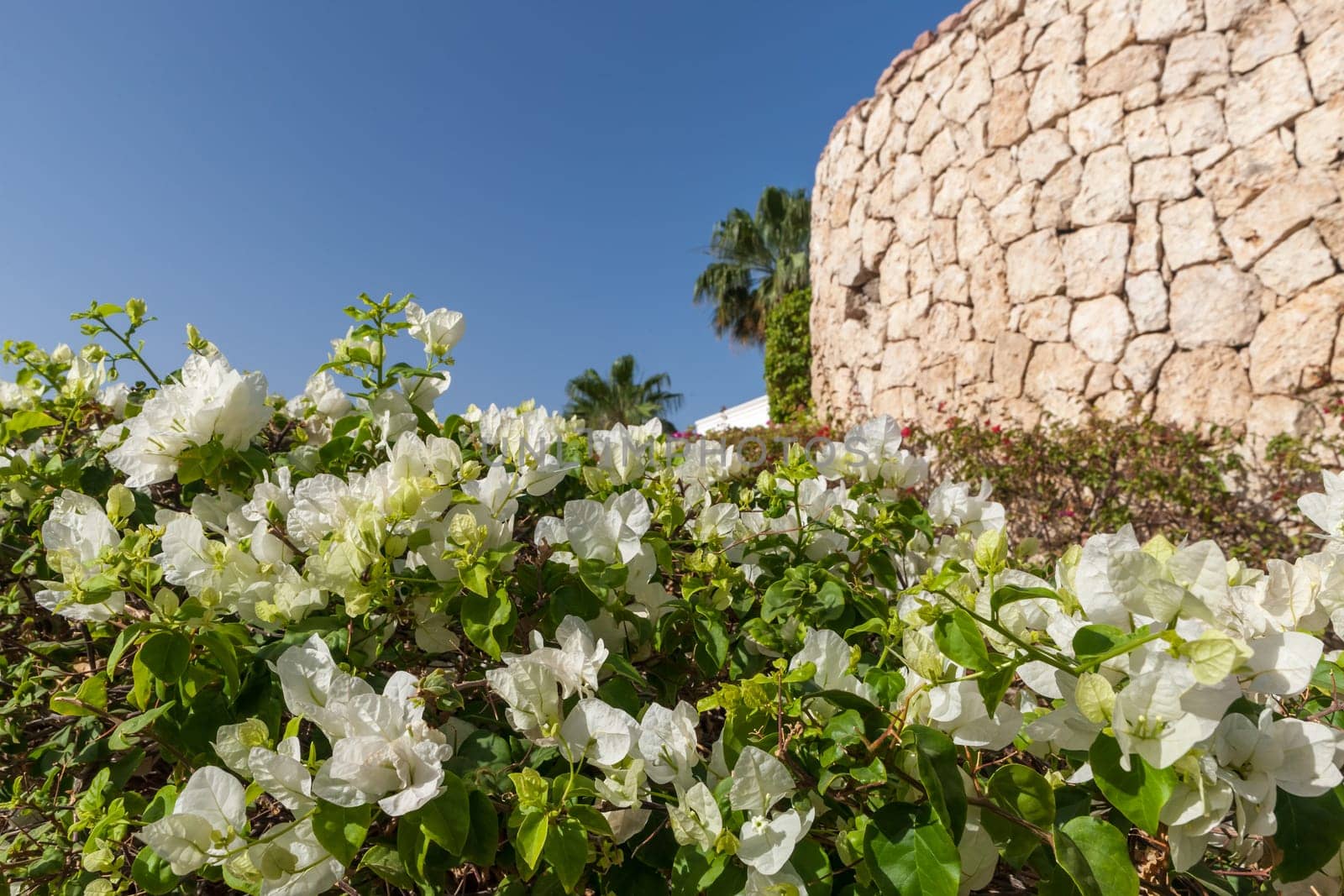 Beauty white bougainvillea  on the background of blue sky, Sharm el Sheikh, Egypt