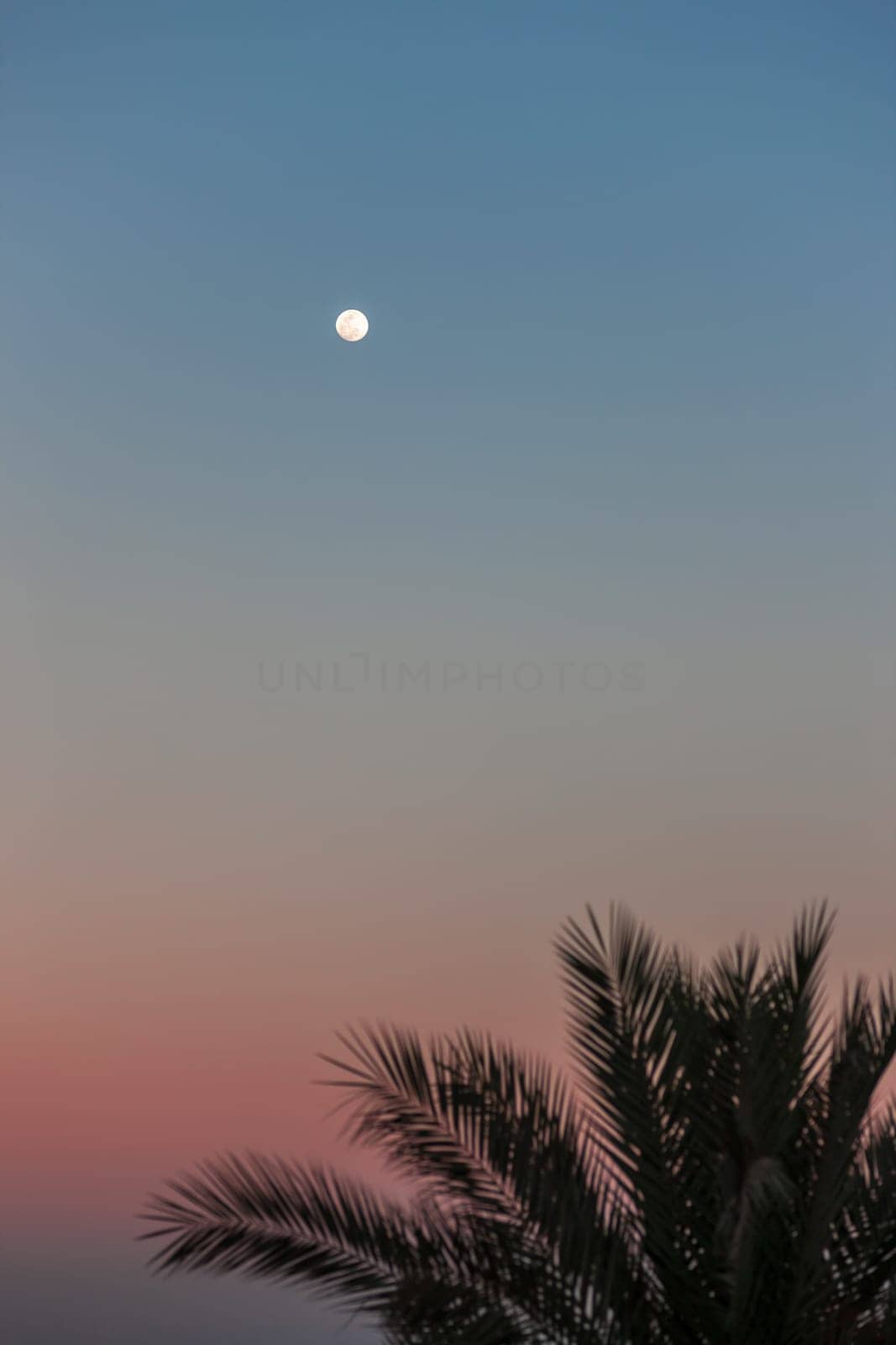 The Full Moon in daylight blue sky and palm. Egypt