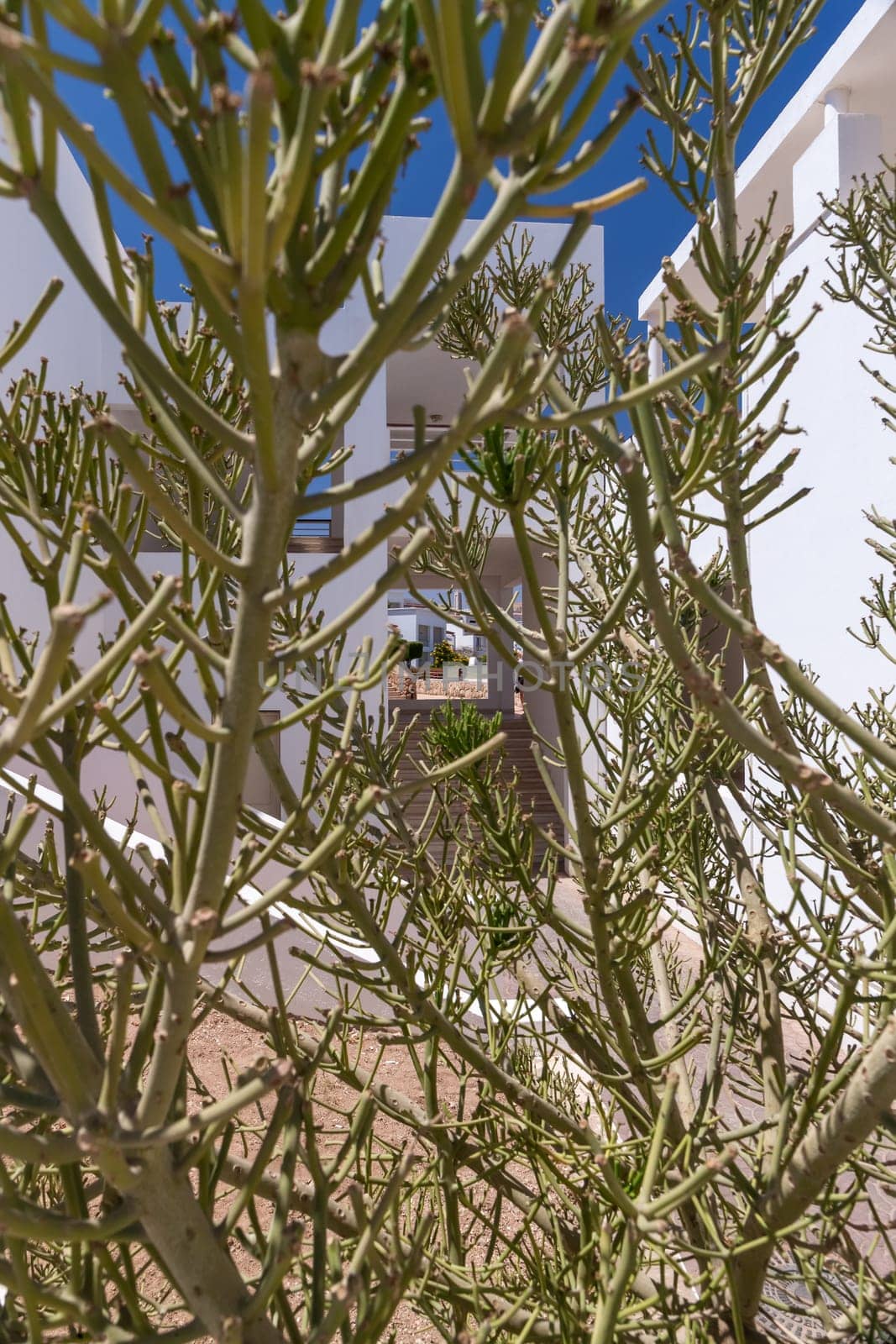 The hotel facade in Egypt with cactus trees