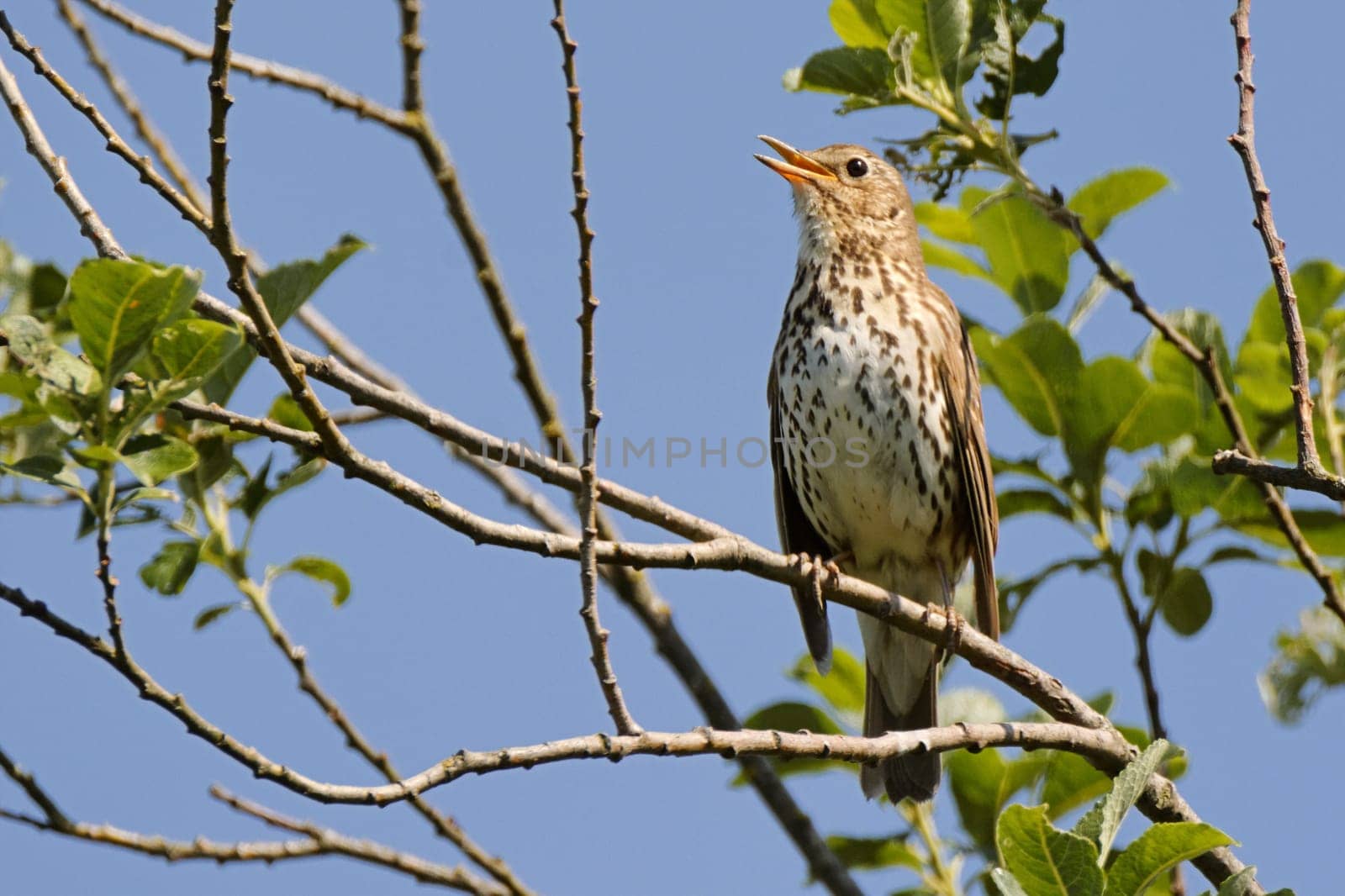 Singing choke in spring