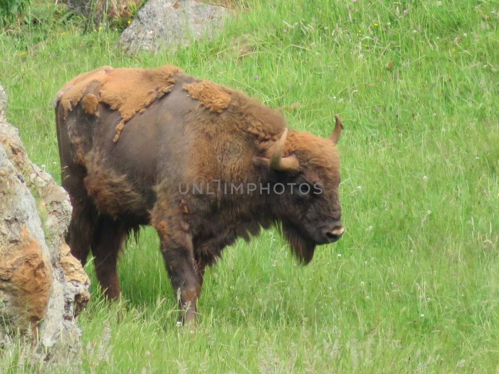 beautiful European bison almost extinct and recovered eating grass