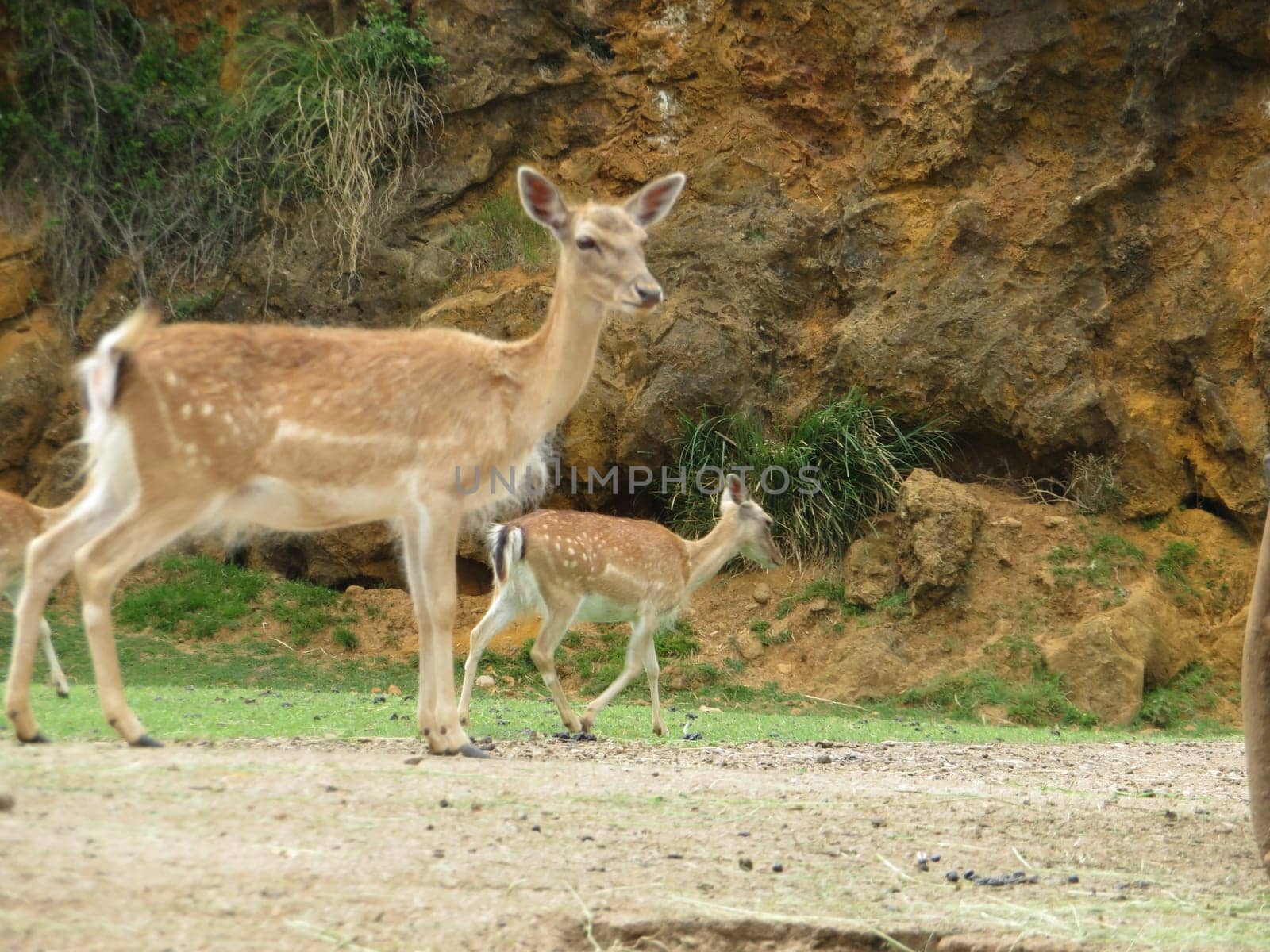 Beautiful animals different natural watchdogs attentive slopes