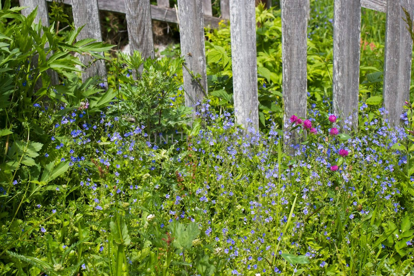 Forget me not in the meadow by a fence