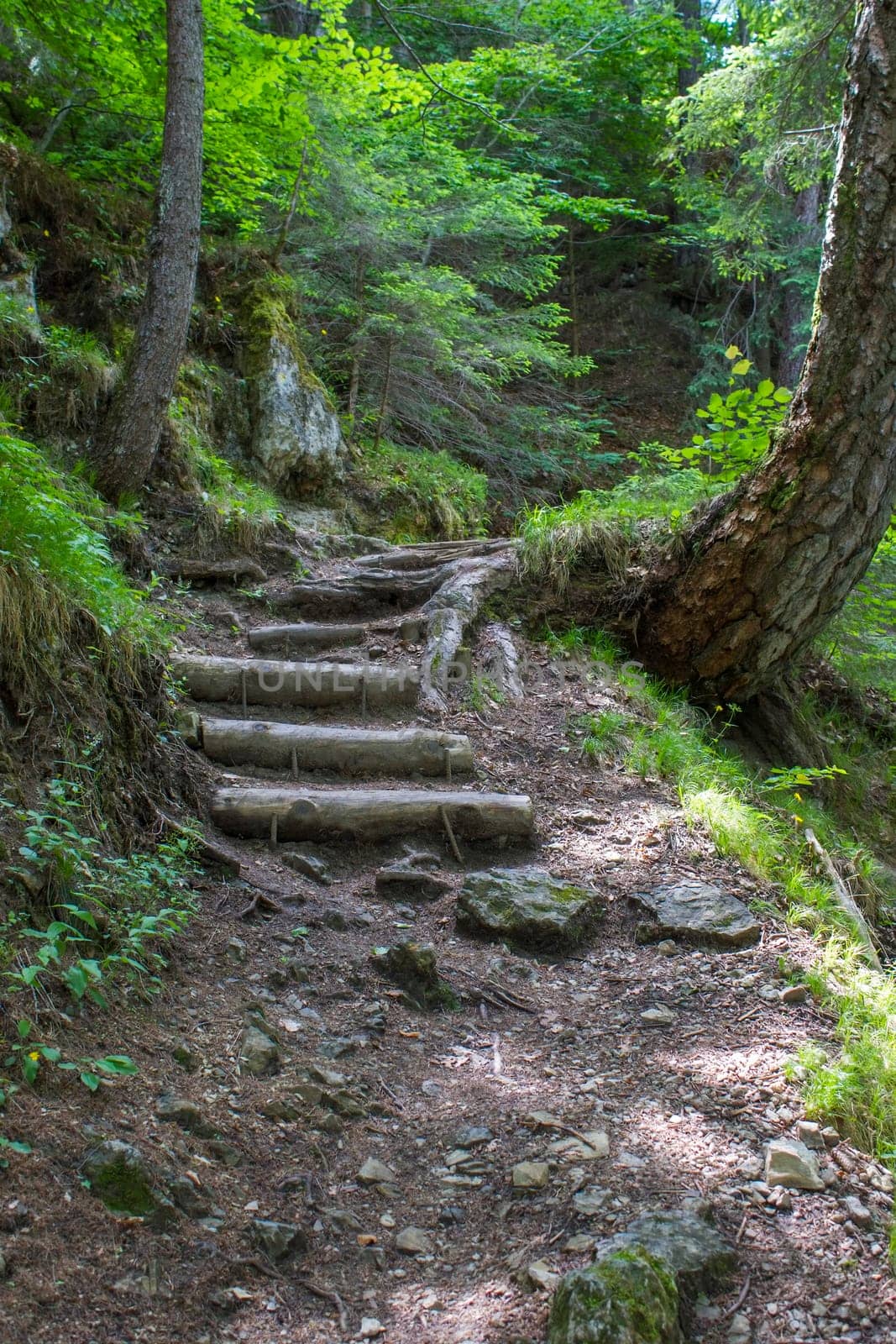 Forest in Lienzer Dolomiten, Alps, East Tyrol, Austria