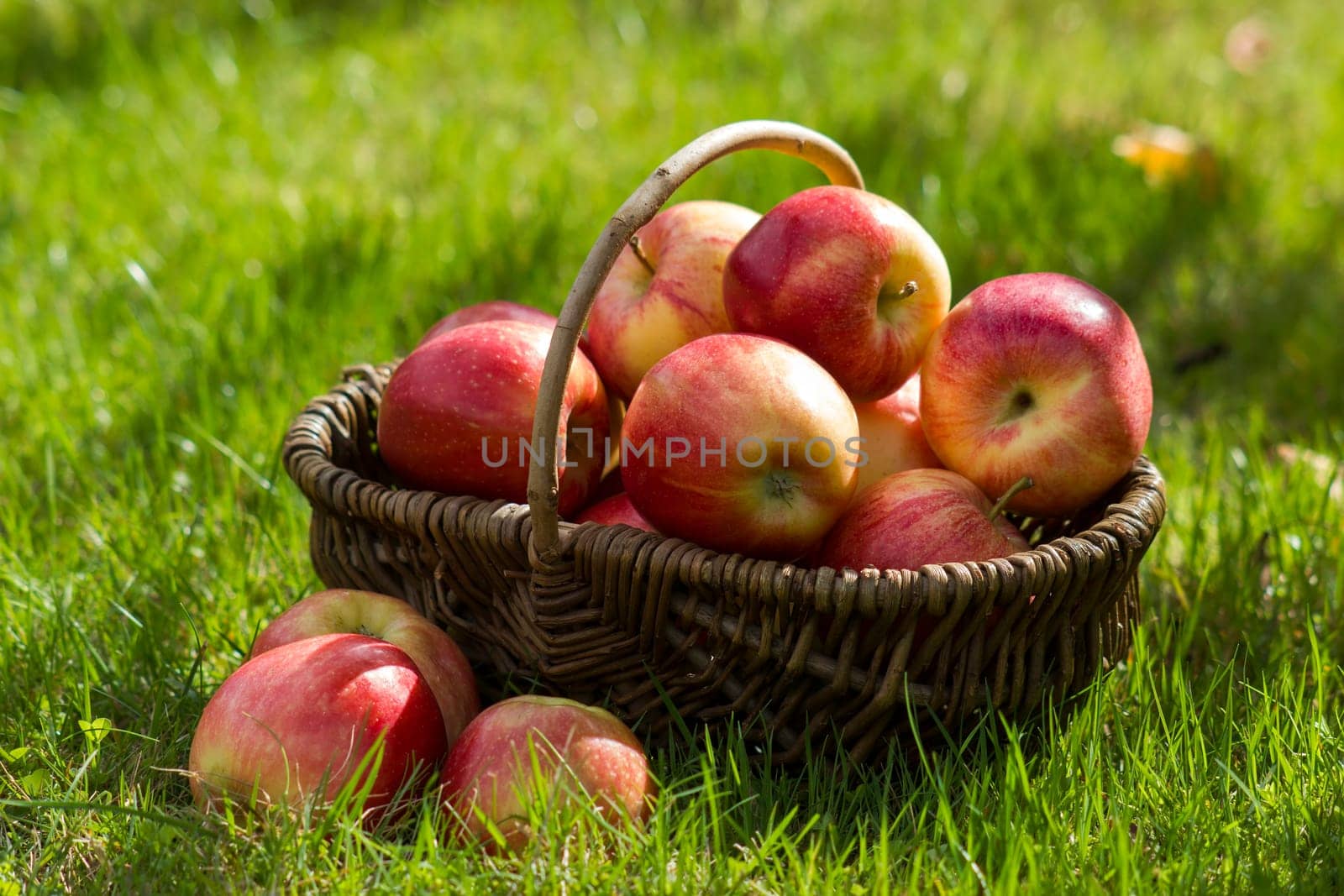 fresh apples in a basket in the garden