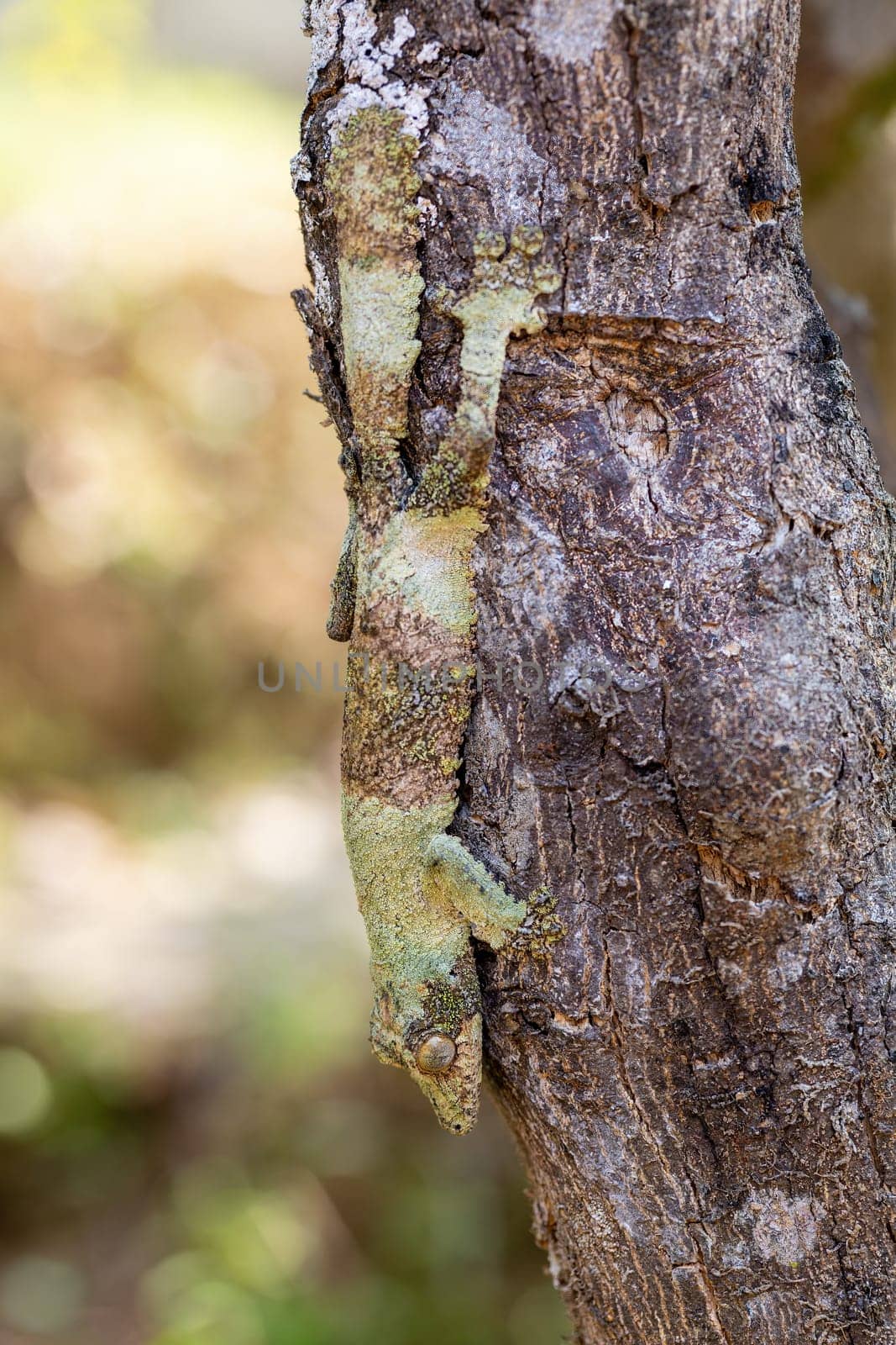 Uroplatus sikorae, mossy leaf-tailed gecko or the southern flat-tail gecko, is species of Cites protected endemic lizard in the family Gekkonidae. Ranomafana National Park, Madagascar wildlife animal.