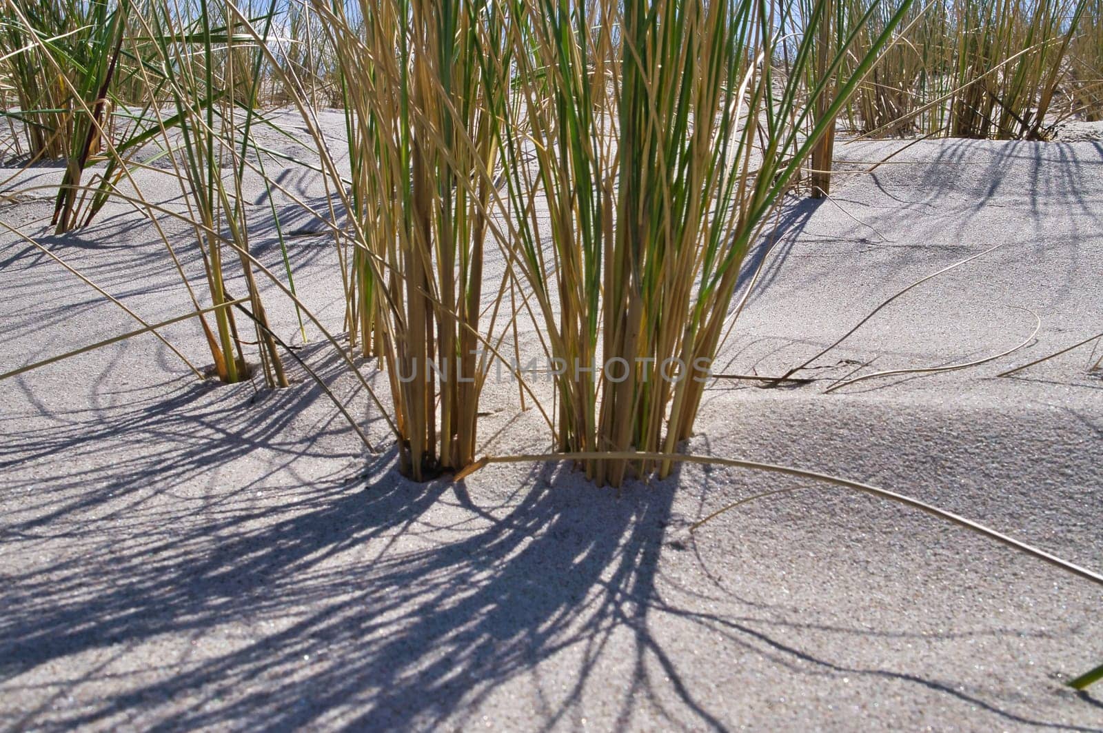 Dune on the beach of the Baltic Sea with dune grass. White sandy beach on the coast. Blue sky. Landscape shot from nature