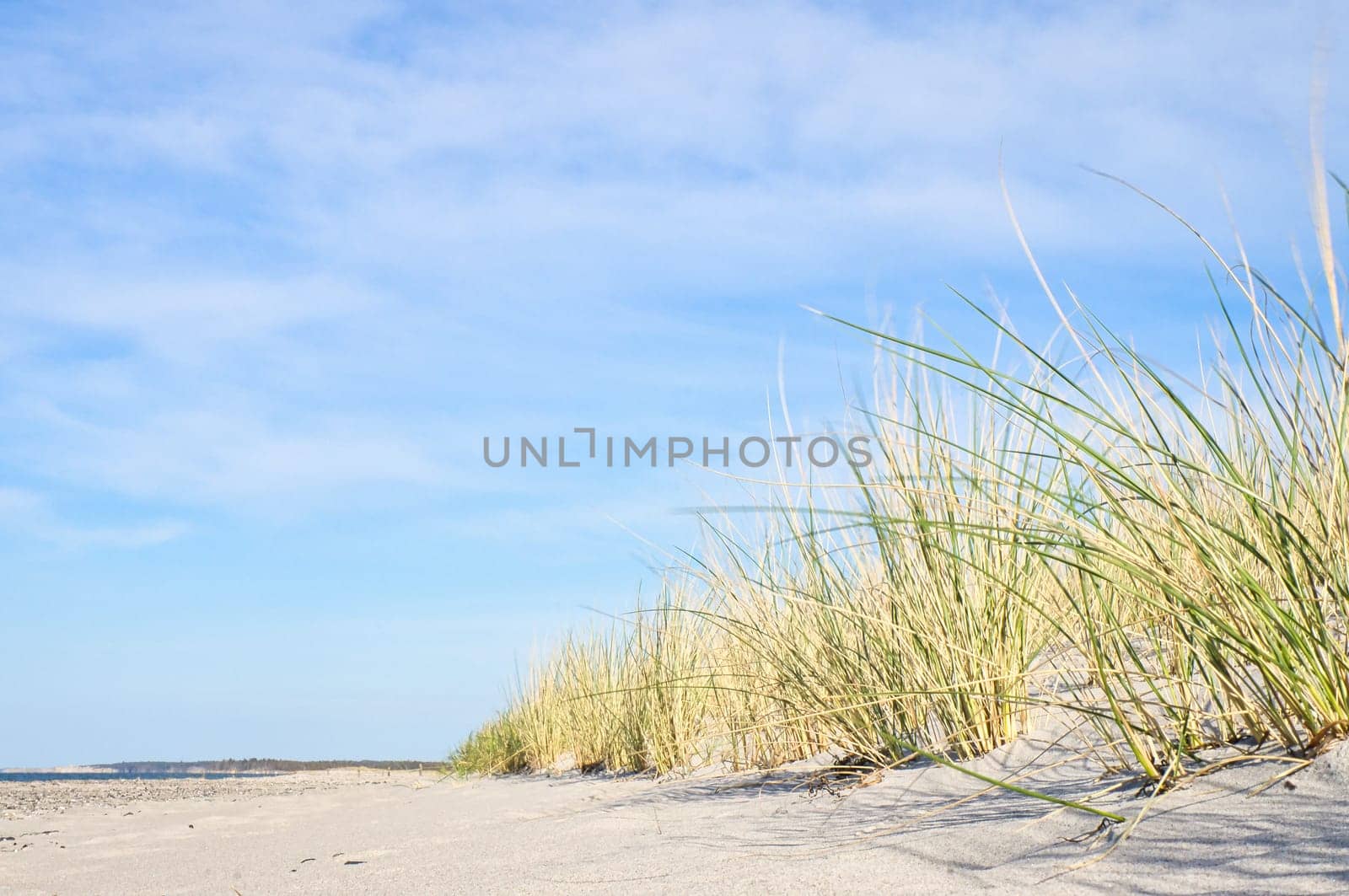 Dune on the beach of the Baltic Sea with dune grass. White sandy beach on the coast. Blue sky. Landscape shot from nature