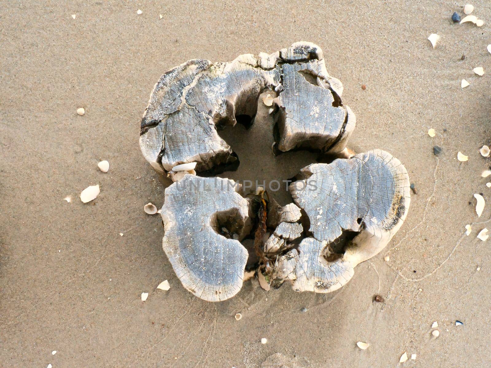 single groyne on the beach. The wood is stuck in the sand on the beach of the coast of the Baltic Sea. Shelter made of wood, they help to protect the coastline