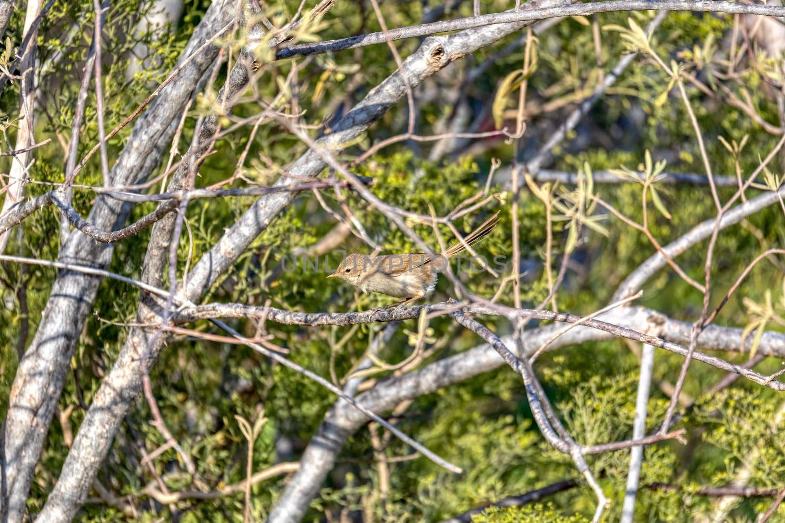 Malagasy brush warbler (Nesillas typica), also known as the Madagascar brush-warbler, is a endemic bird species of Old World warbler in the family Acrocephalidae, Anakao, Madagascar wildlife animal
