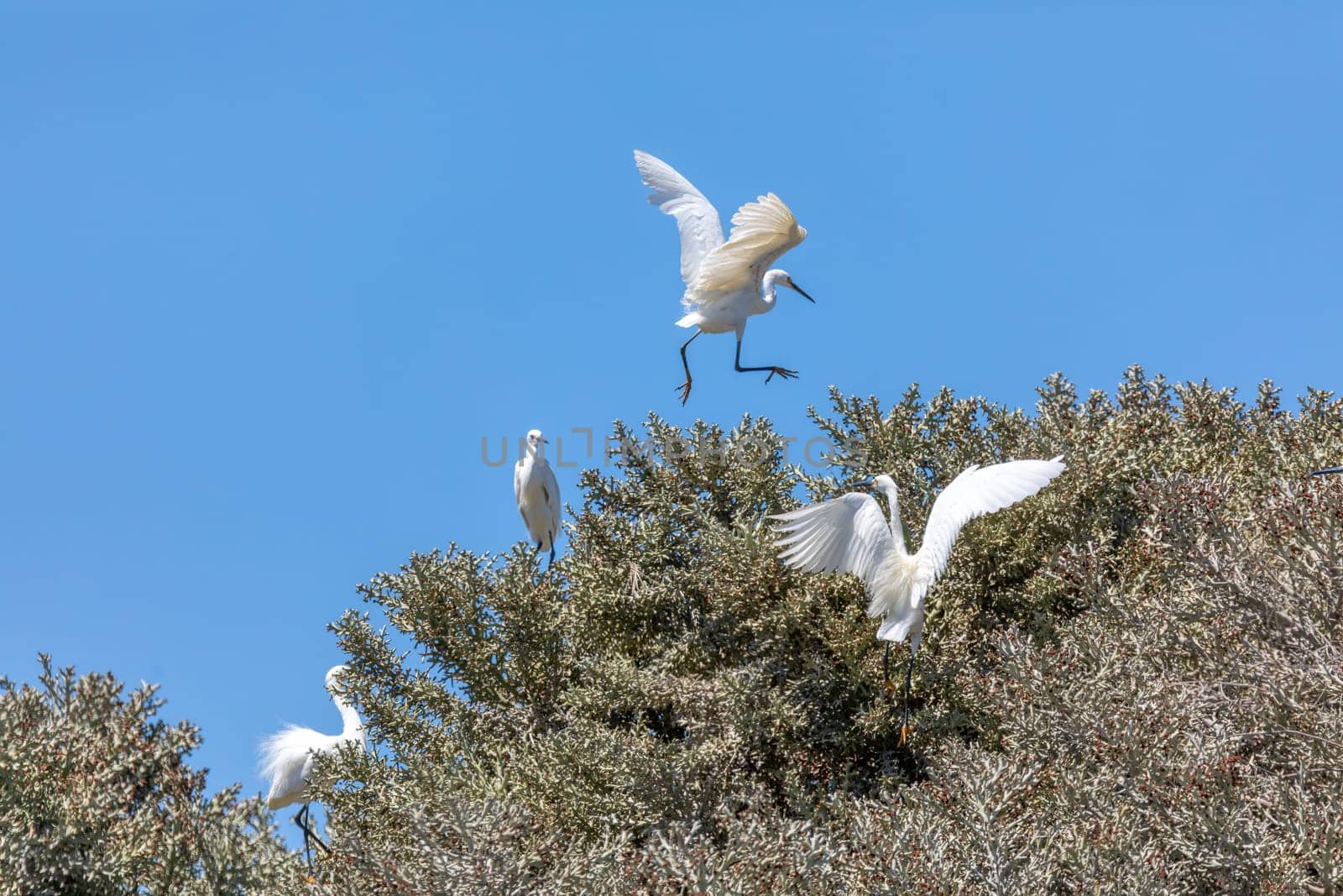 Little egret (Egretta garzetta), bird species of small heron in the family Ardeidae on top of tree, Nosy Ve, Madagascar wildlife animal