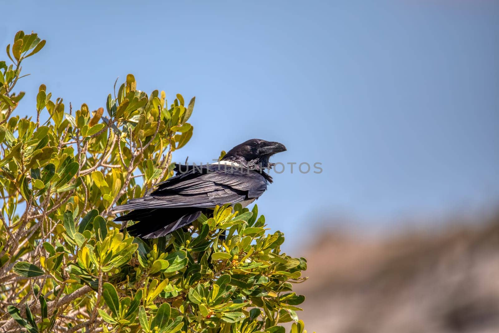 Pied crow (Corvus albus), bird species in the crow genus, Isalo National Park, Madagascar wildlife animal