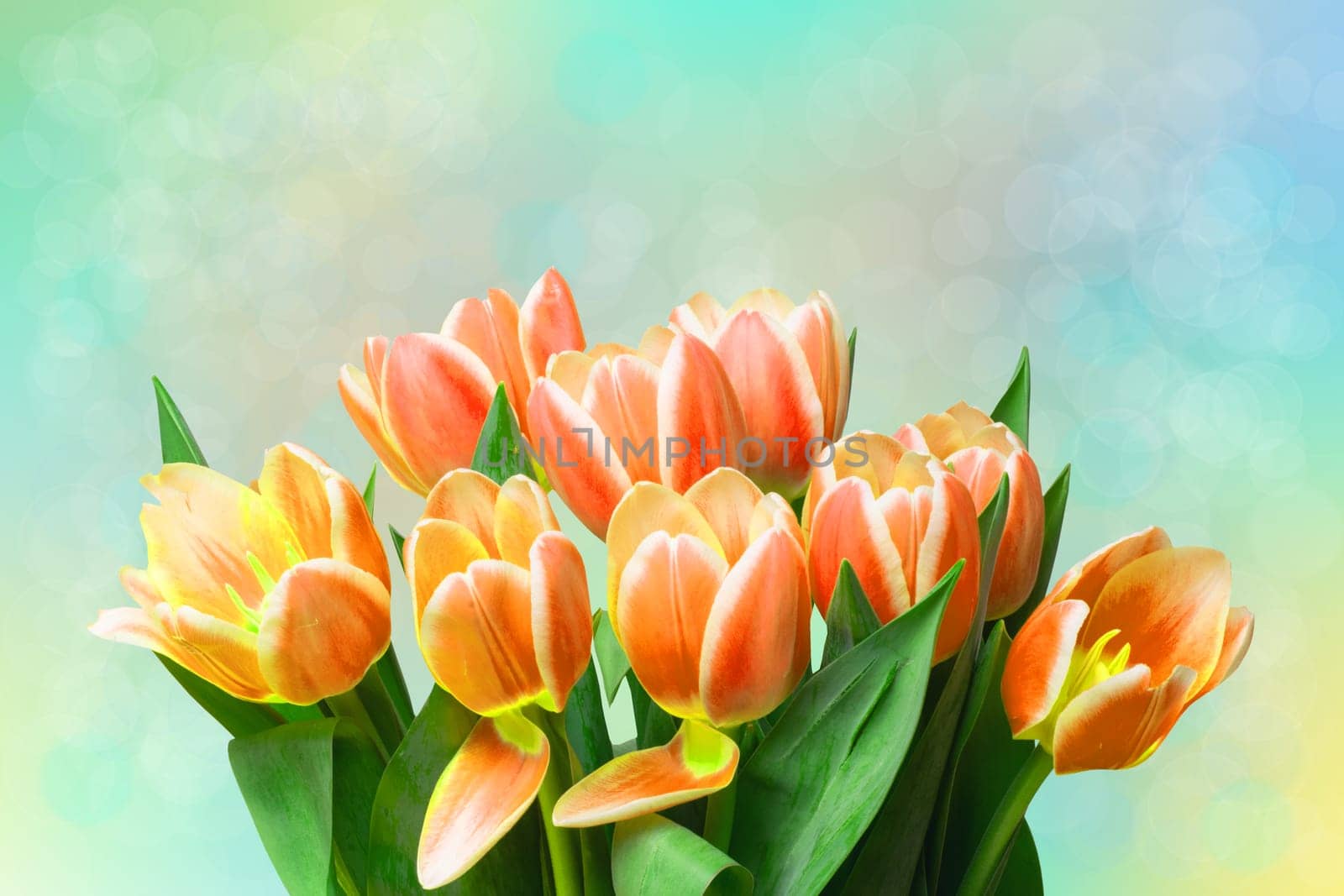 Greeting card template. Closeup of a fresh beautiful red yellow tulips bouquet over abstract blurred pastel background. Space. Spring, valentine, mothers or wedding day card. Macro.