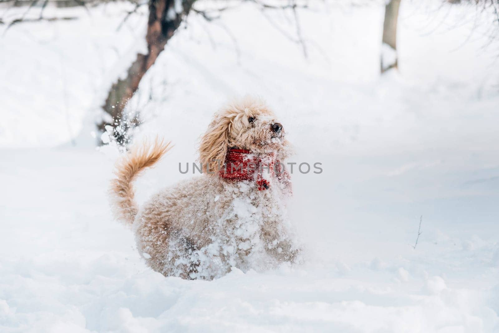 Cute and funny little dog with red scarf playing and jumping in the snow. Happy puddle having fun with snowflakes. Outdoor winter happiness.