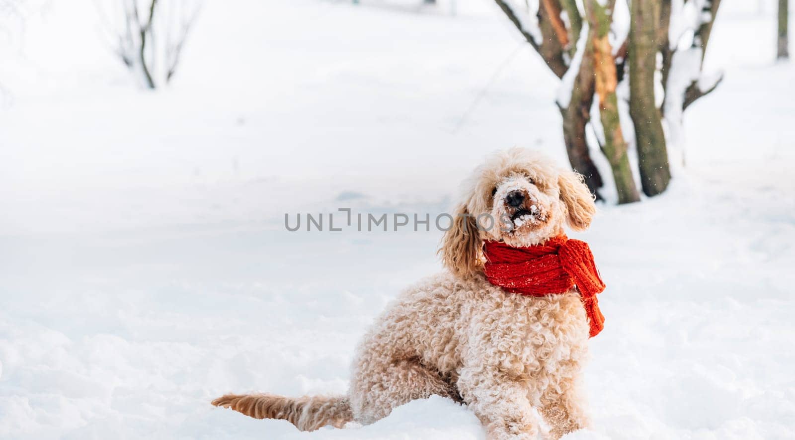Cute and funny little dog with red scarf playing and jumping in the snow. Happy puddle having fun with snowflakes. Outdoor winter happiness.