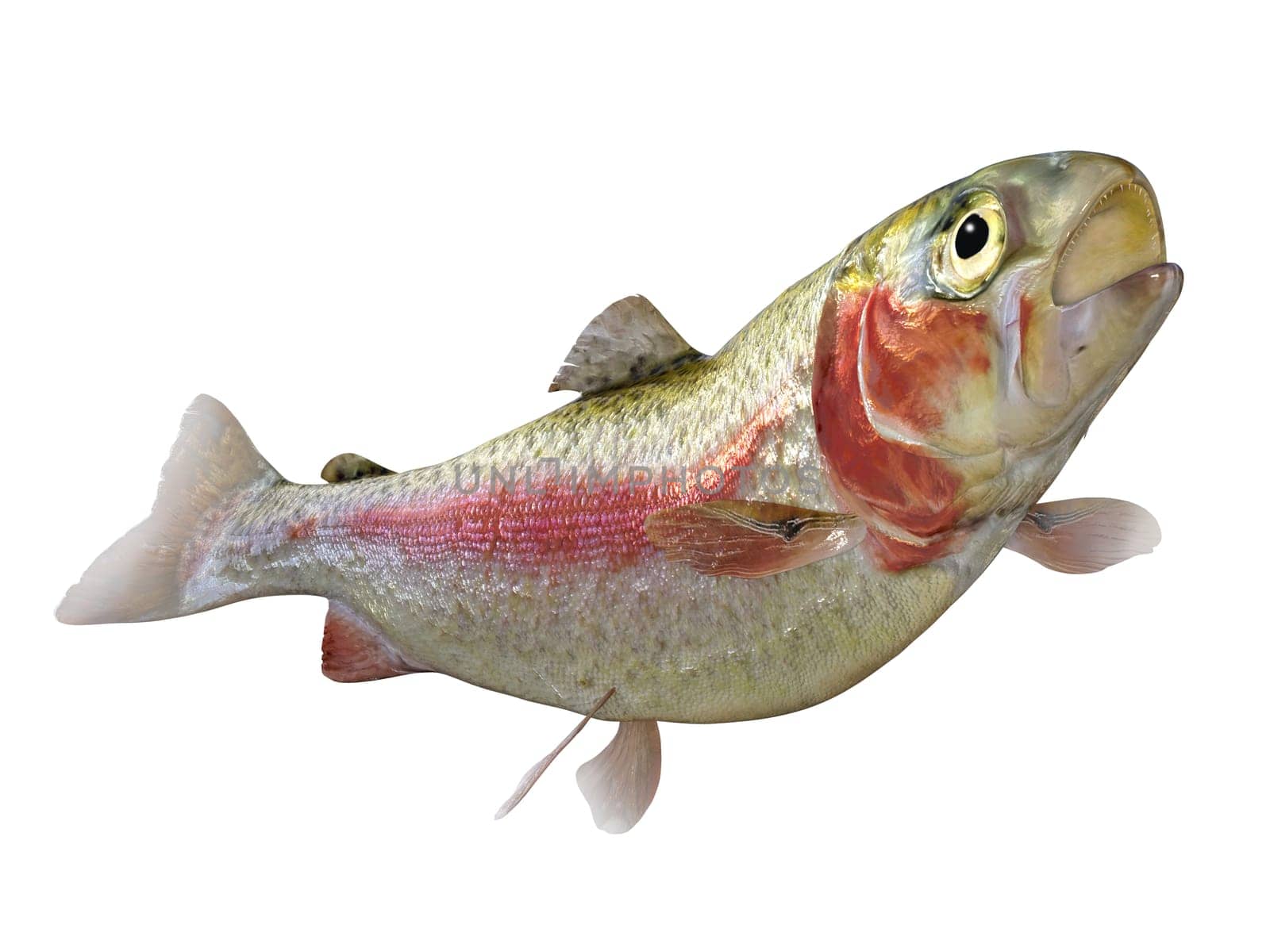 The Rainbow Trout is a popular freshwater game fish for anglers and is found in rivers, streams and lakes.
