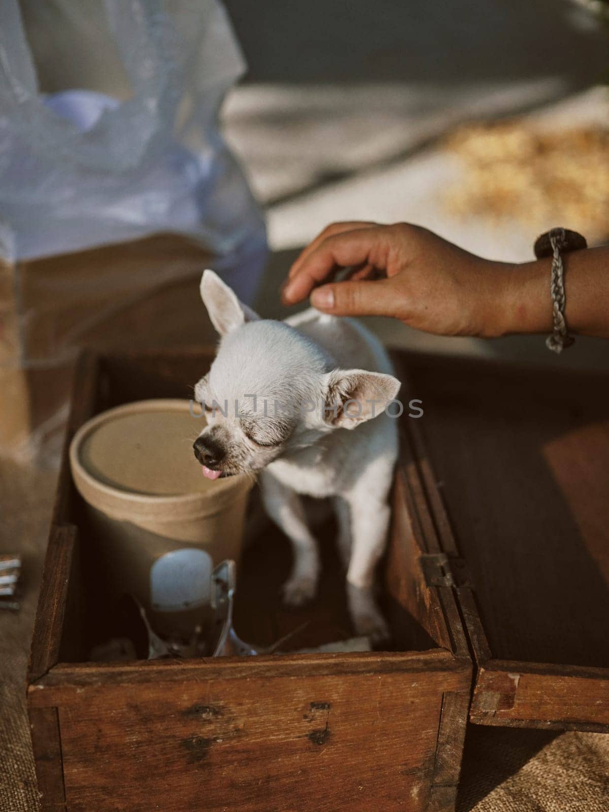 Closeup portrait of Lonely Chihuahua Dog putting head on owner's      .