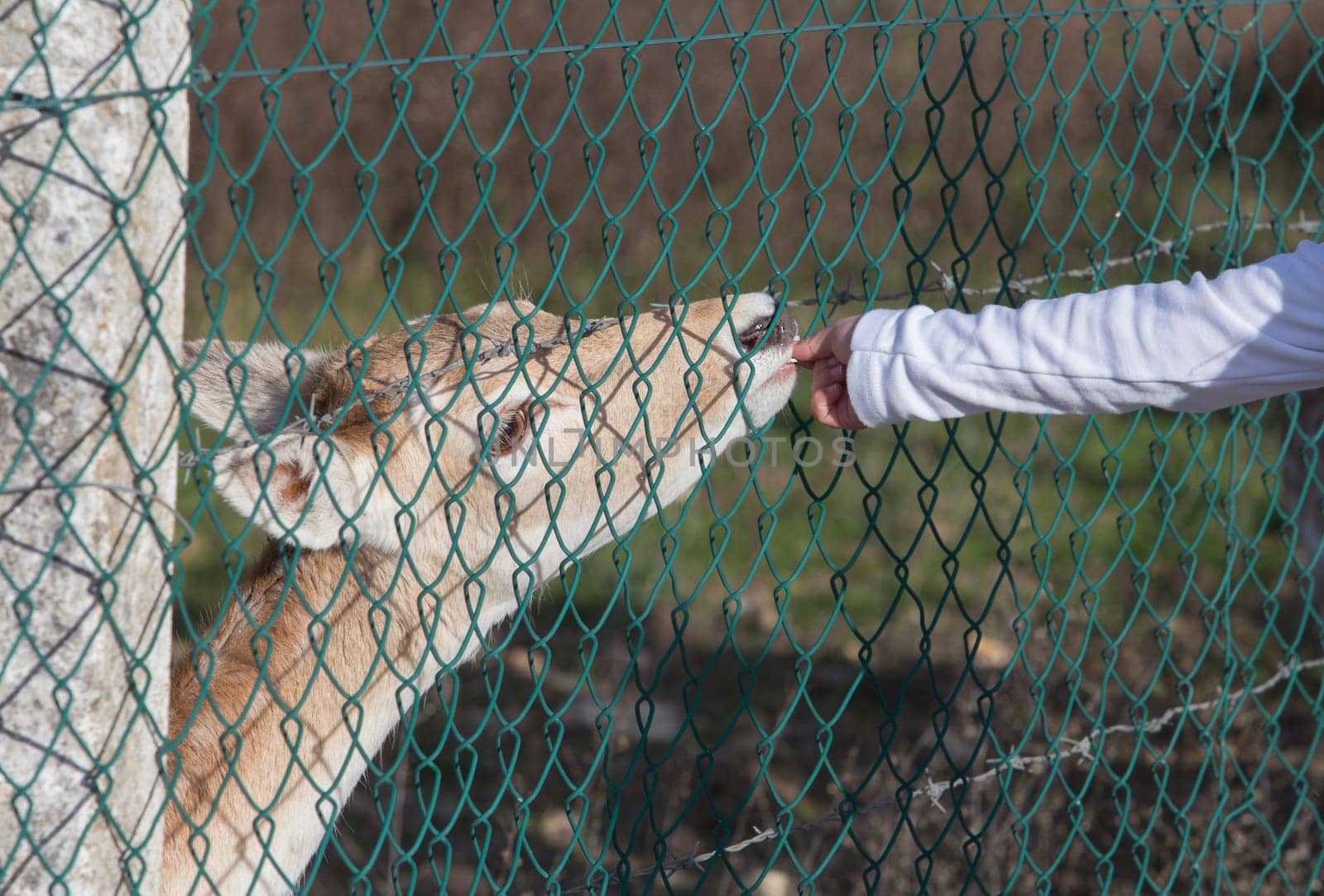 Toddler girl feeding deers through the fence. Potential risk of being bitten