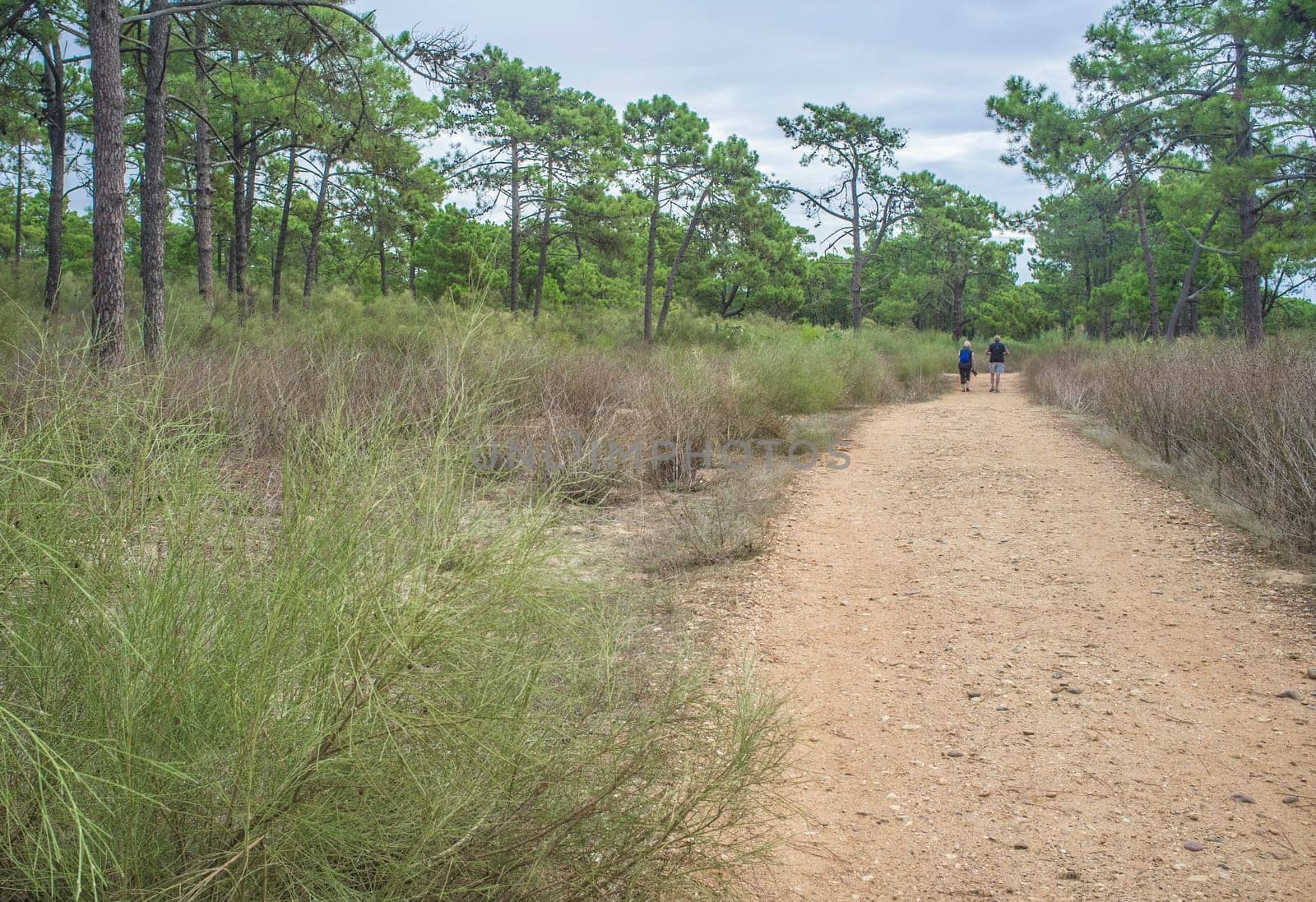 Elder couple walk at forest trail. Healthy active ageing concept