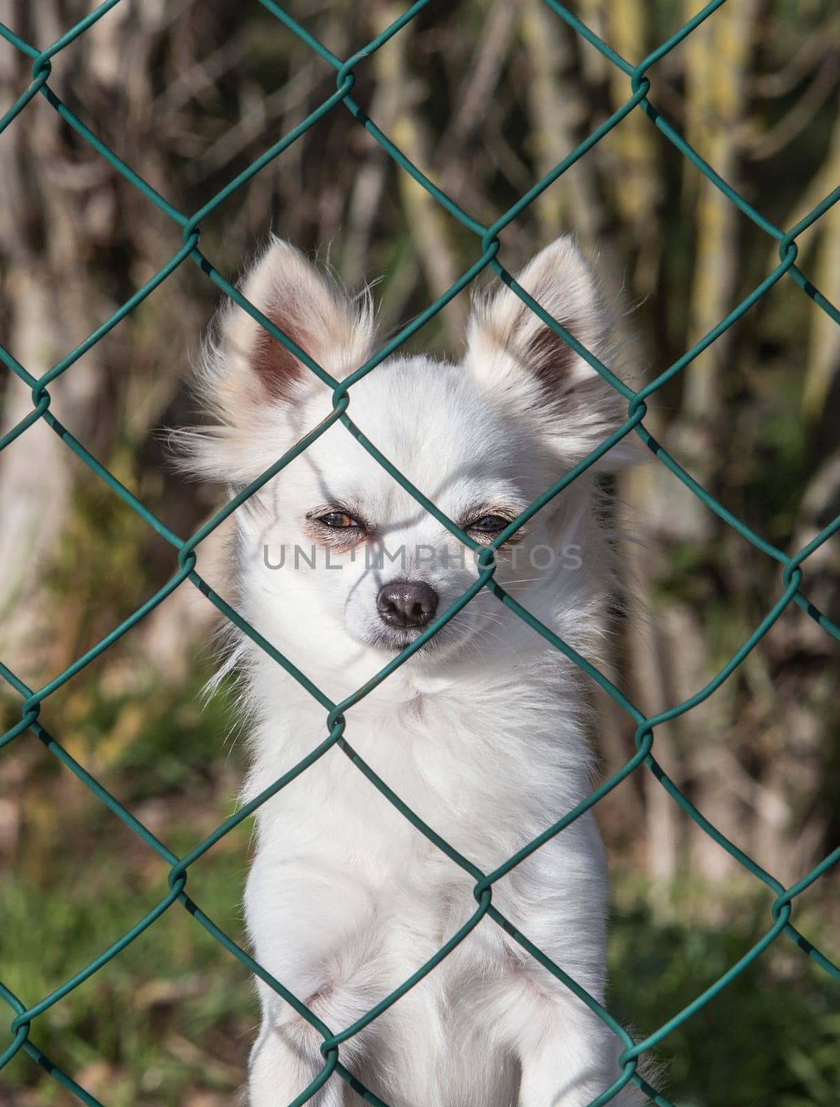 Small white dog looks angrily behind a wire fence. Bad temper little dogs