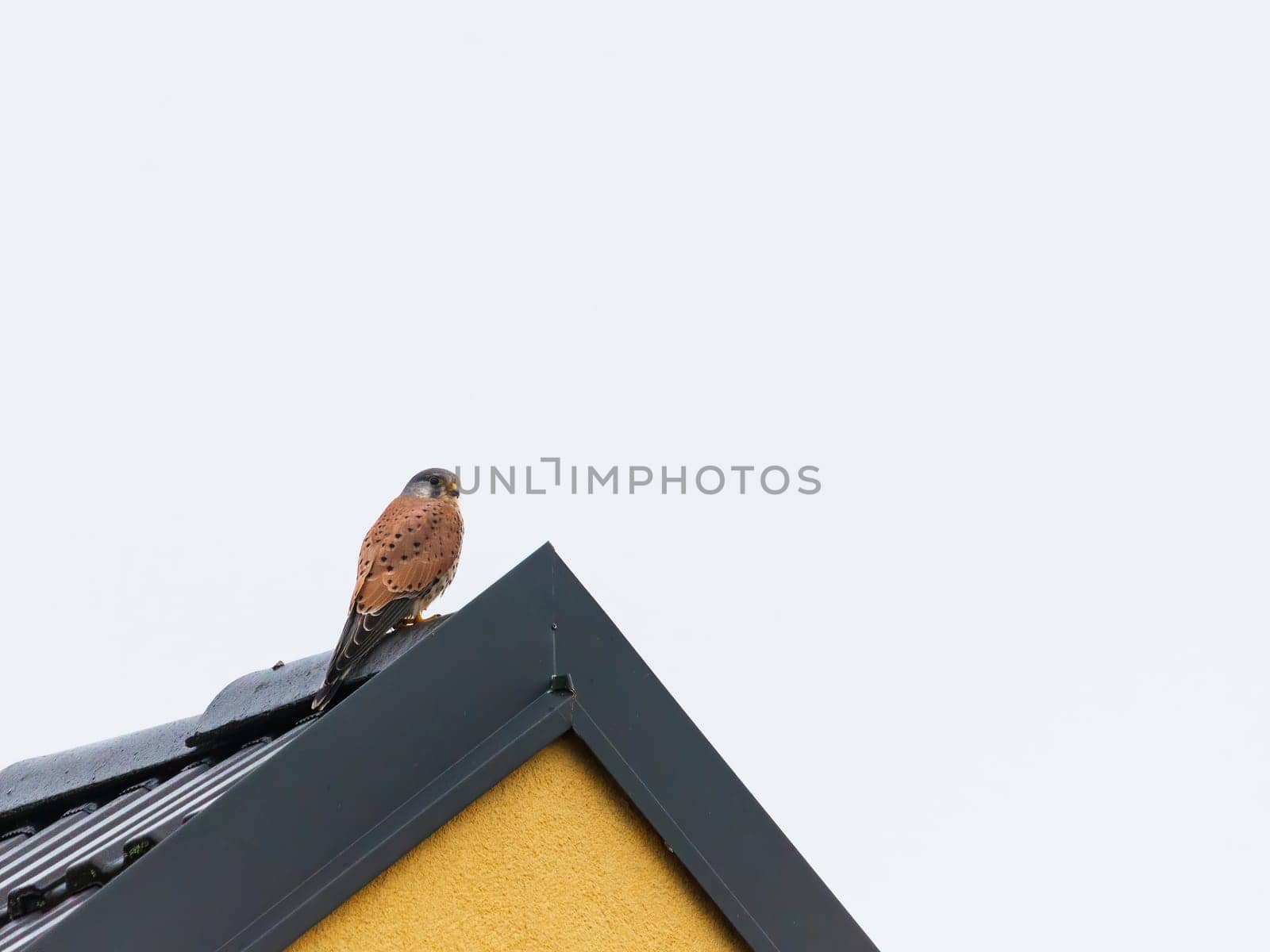 Falcon perched on a roof