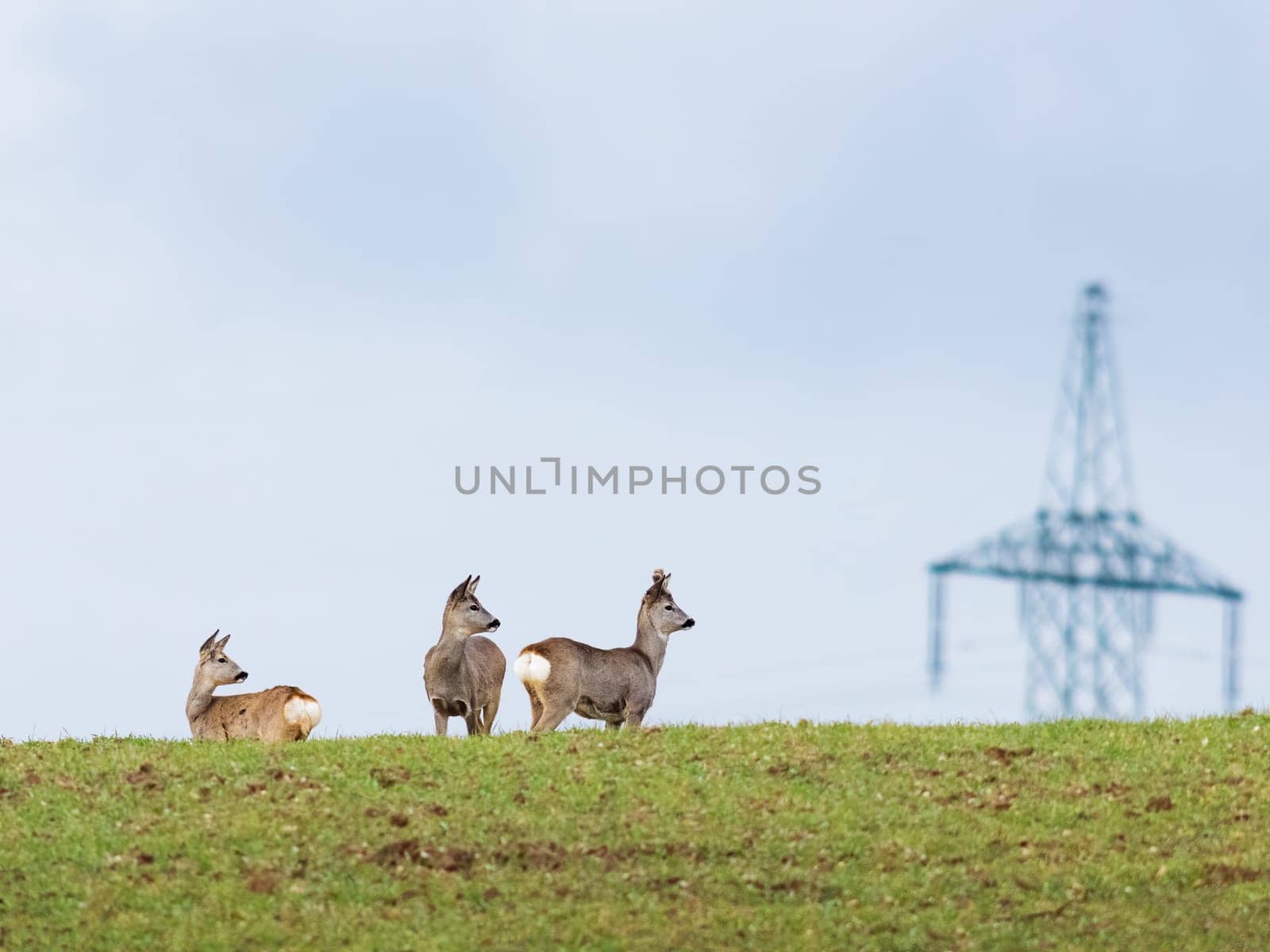 Three curious roe deer