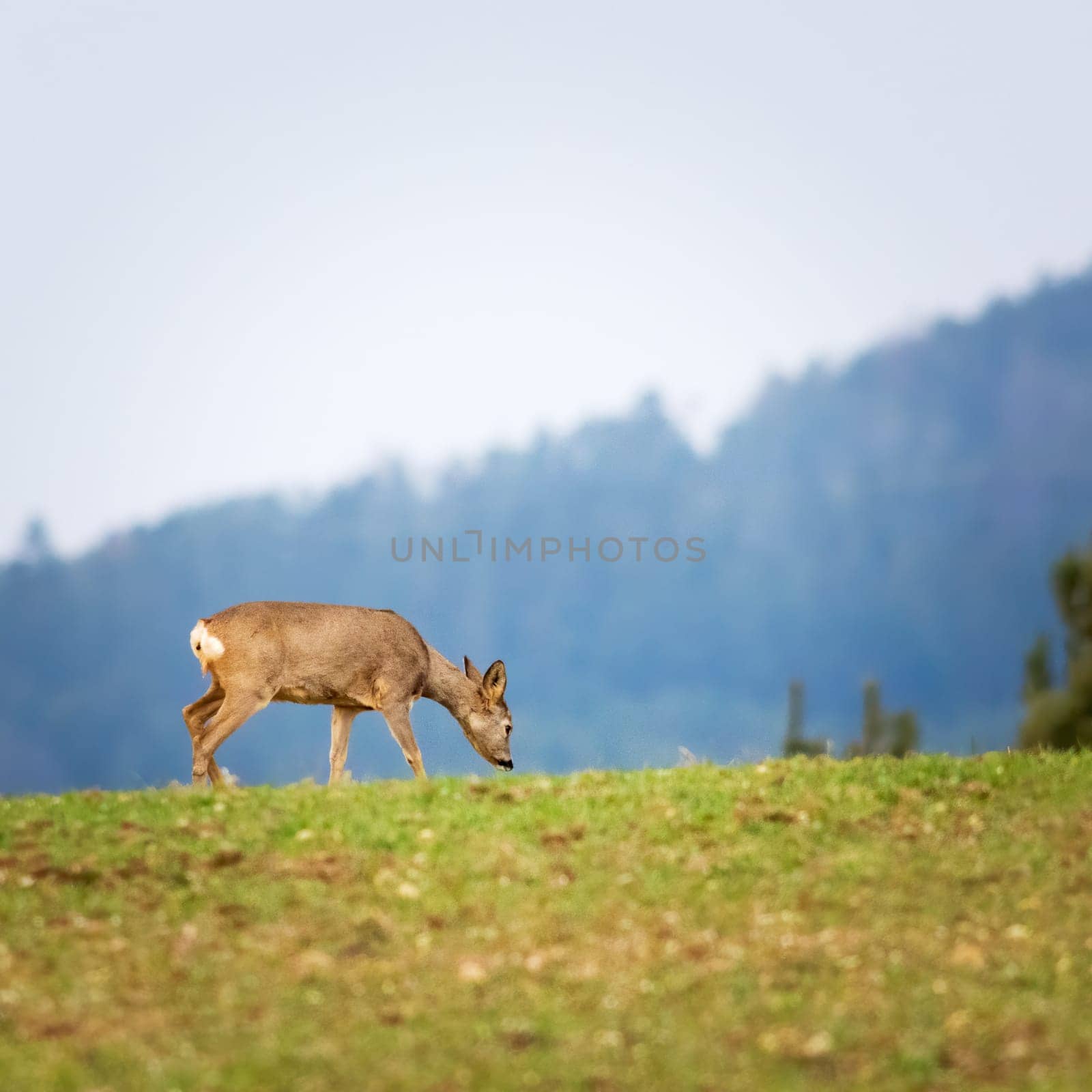 Female roe deer on a field
